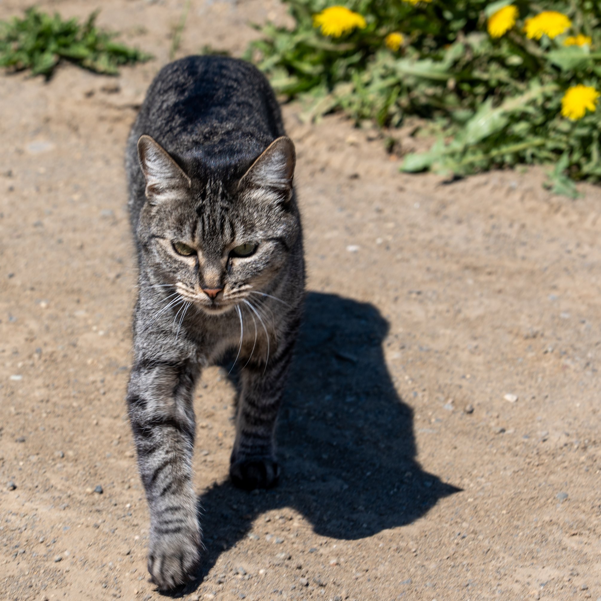 Is it a Puma?