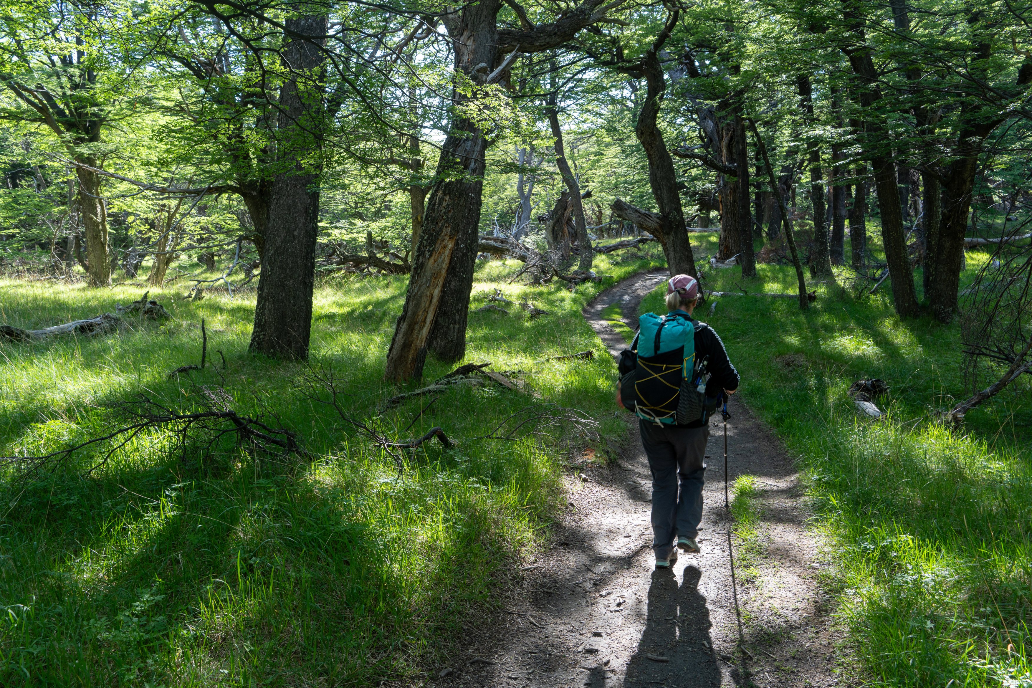 Early morning stroll through the forest