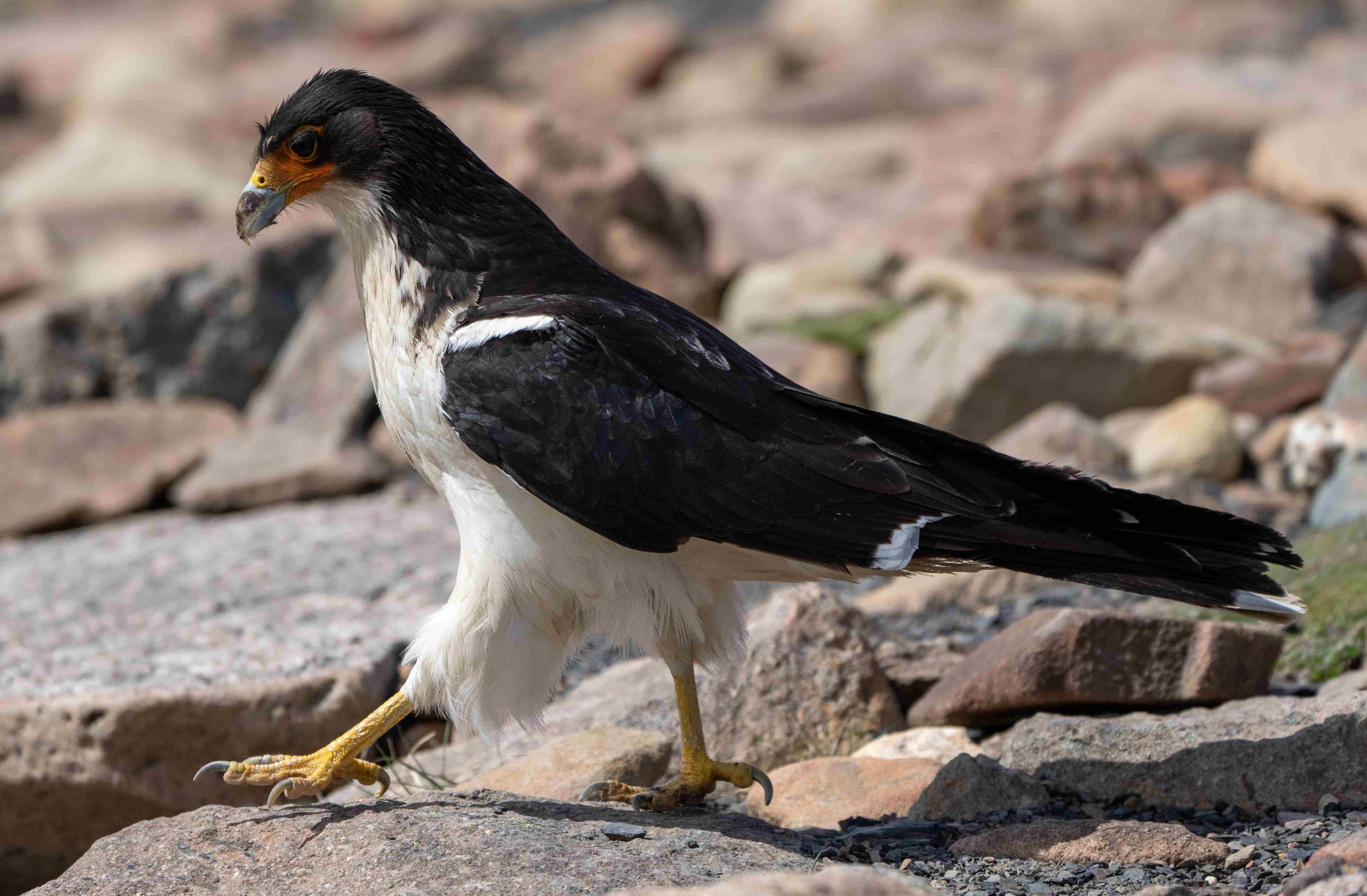 White-throated Caracara
