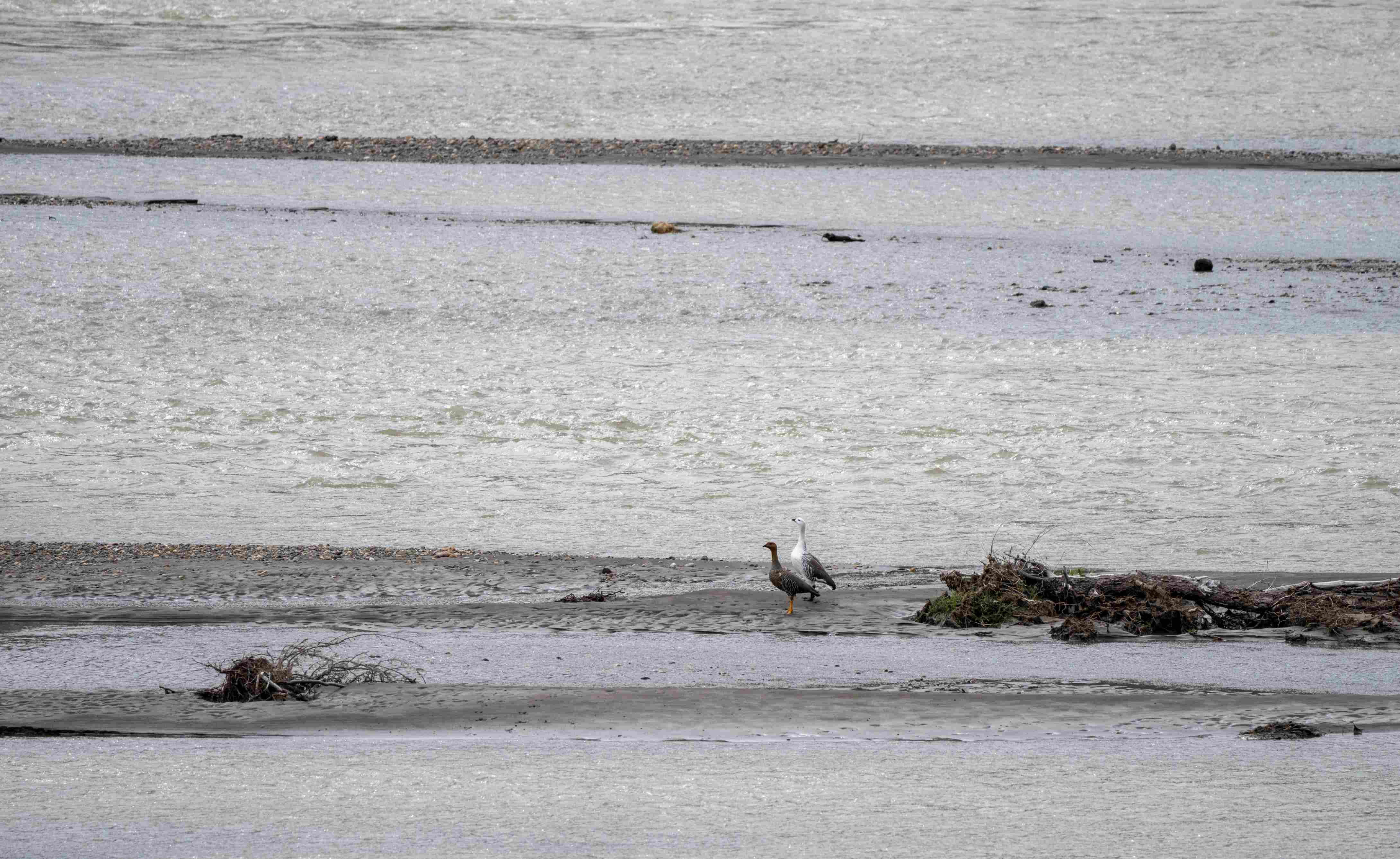 Upland Goose pair