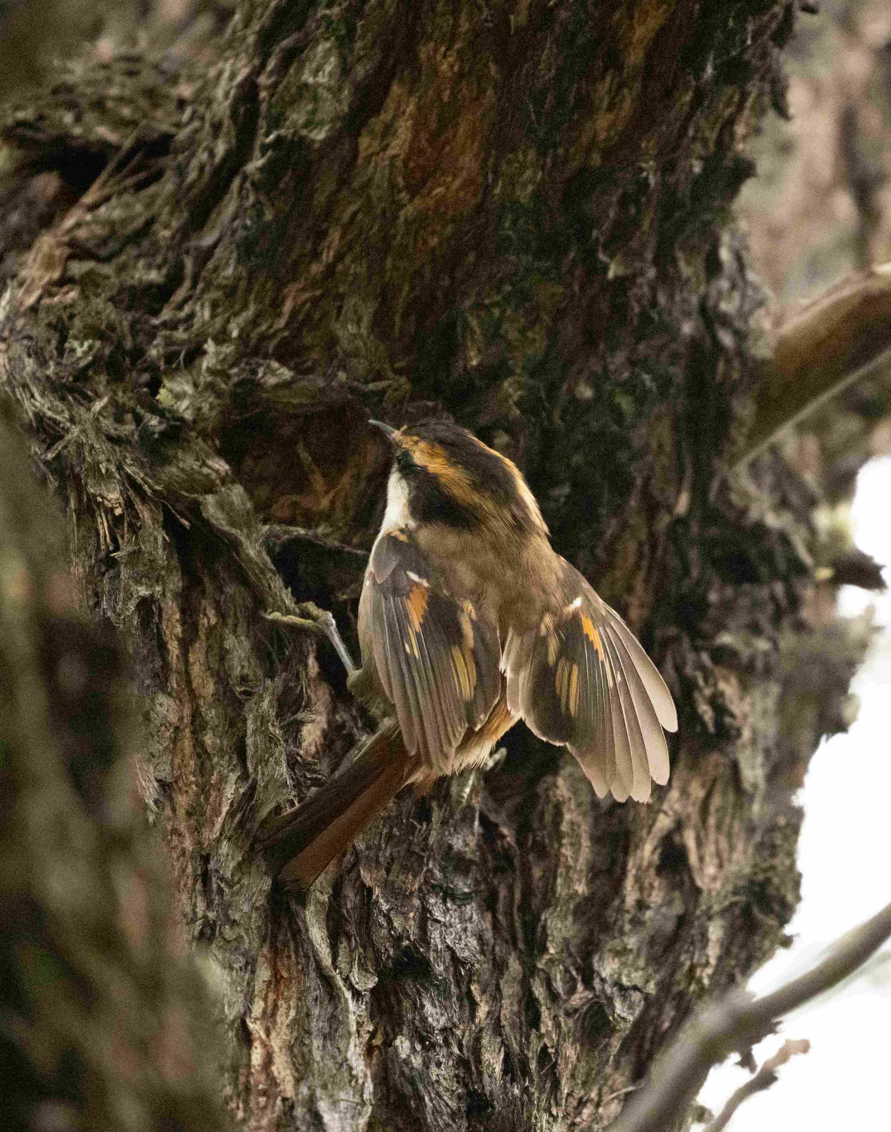 Thorn-tailed Rayadito