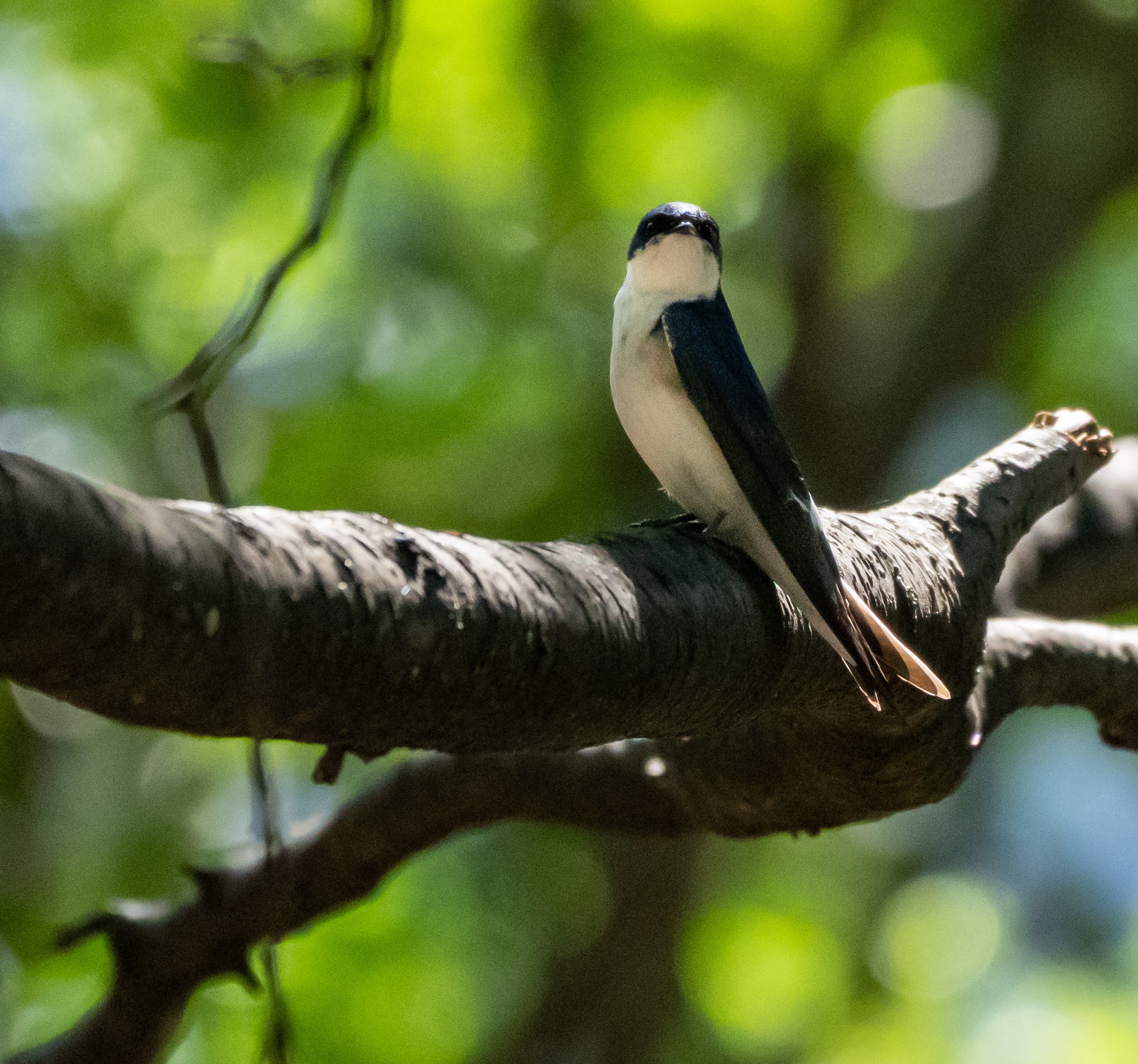 Chilean Swallow