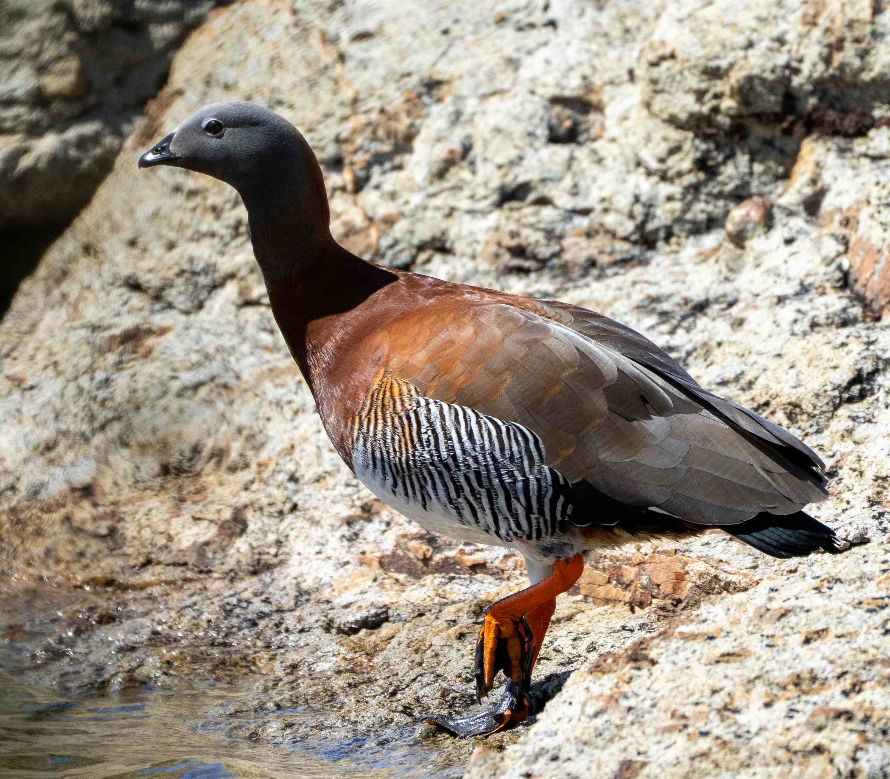 Ashy-headed Goose