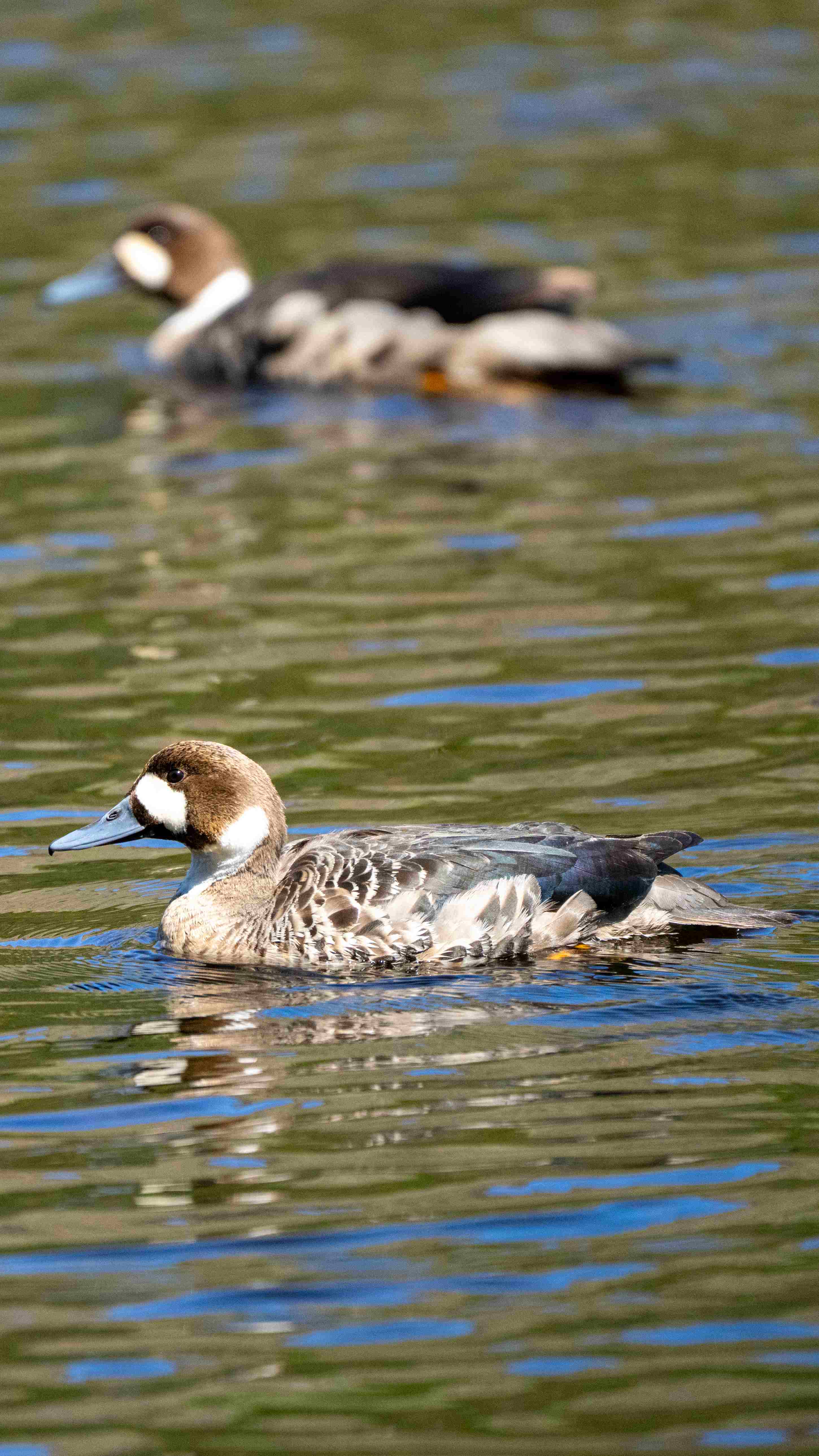 Spectacled Duck