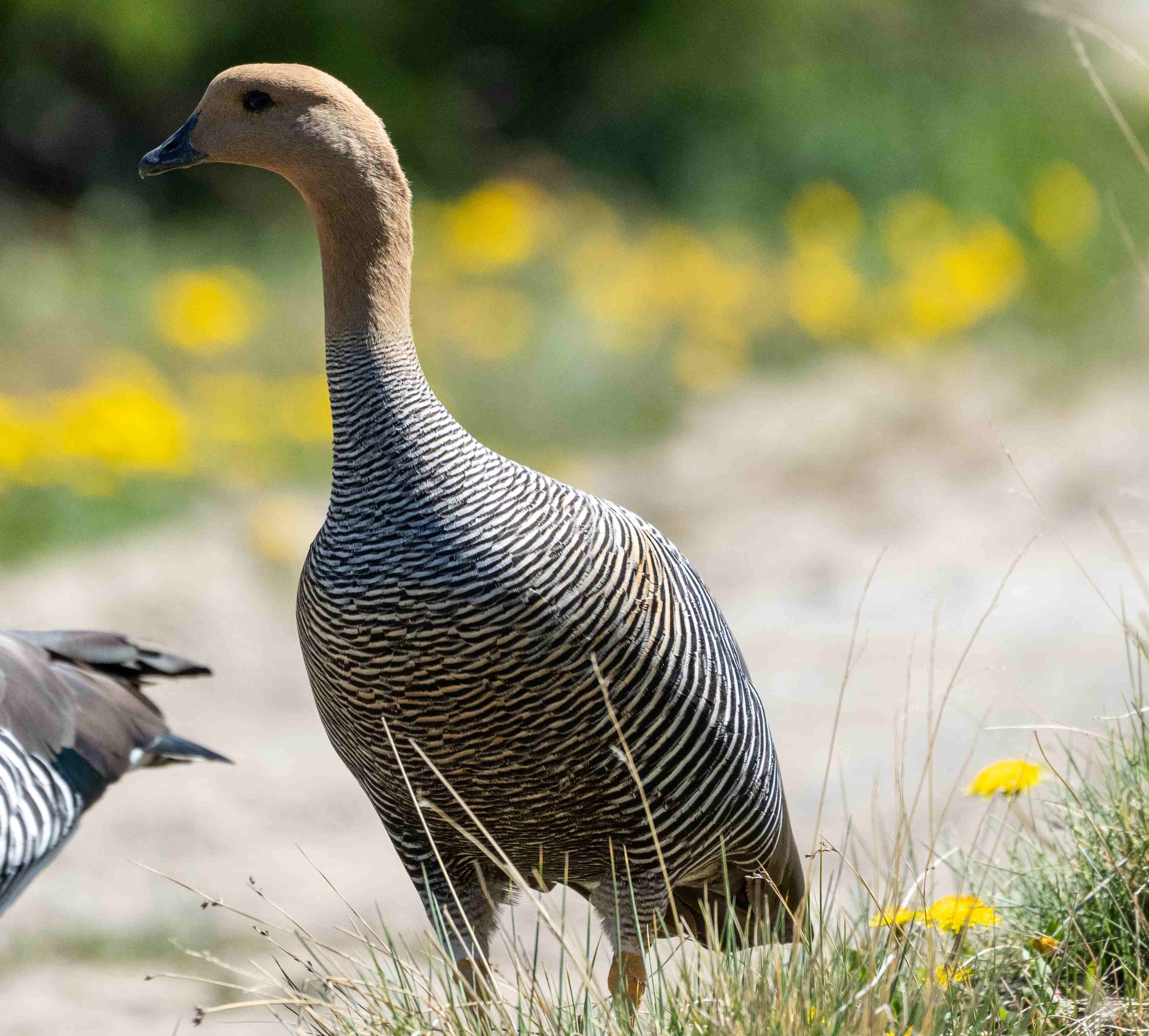 Upland Goose female