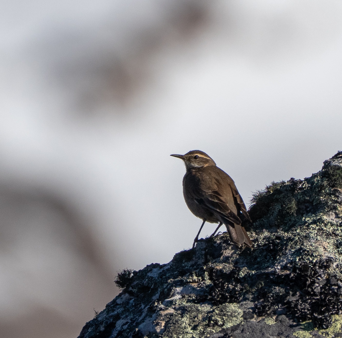 Dark-bellied Cinclodes
