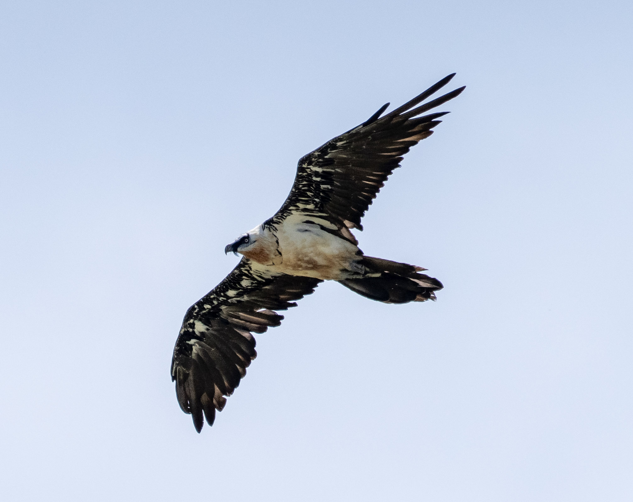 DSC01172-1-