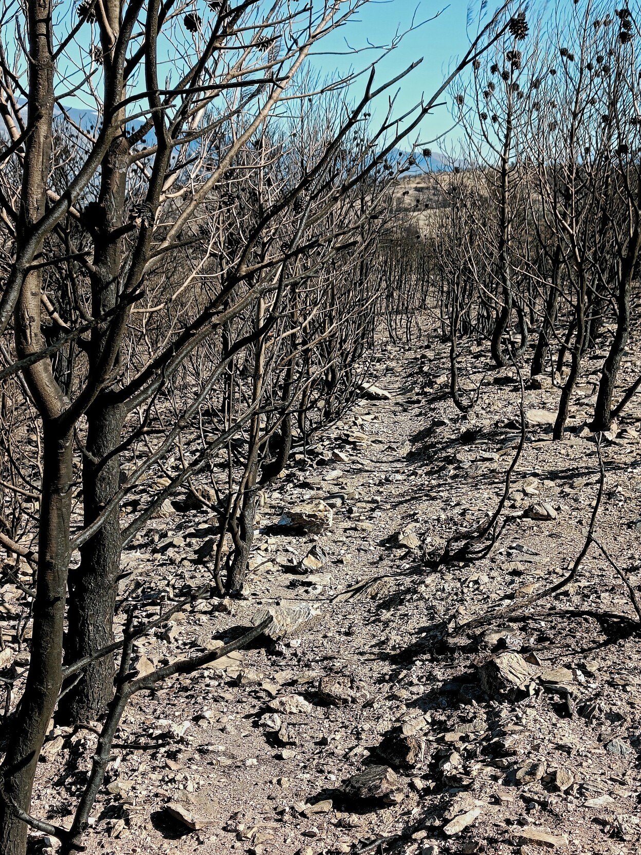 Burnt trees