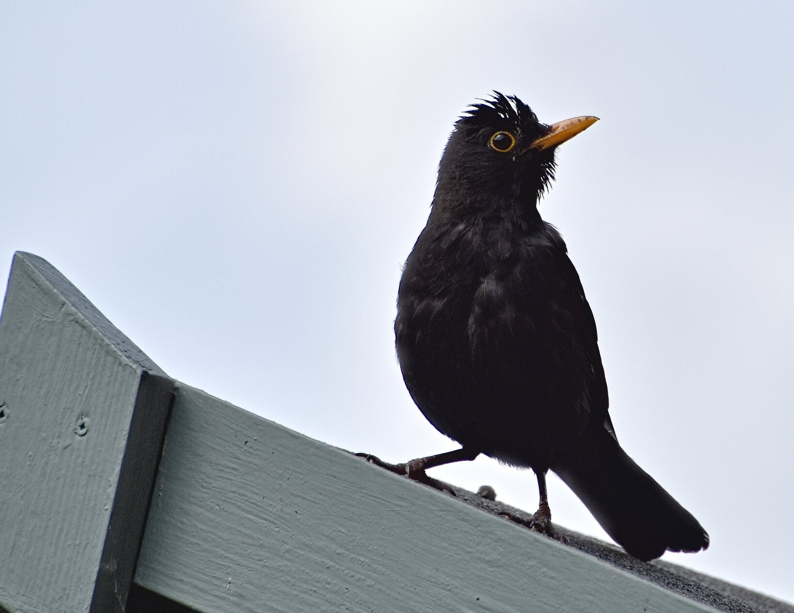 A male Blackbird standing on top of a green wooden shed. The feathers on the top of his head are standing up and also those on his throat.