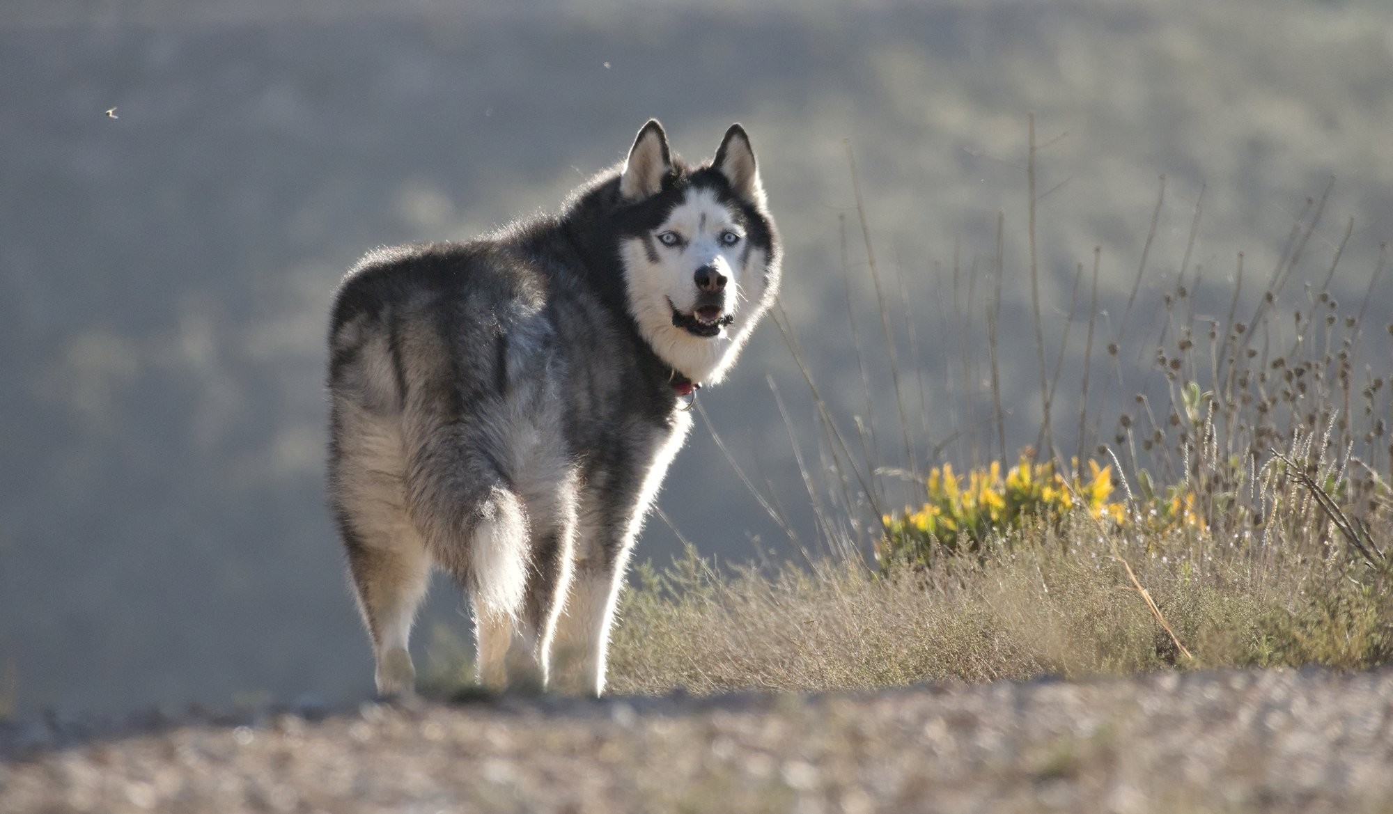 Black and white husky with very light blue eyes looking back at the photographer.