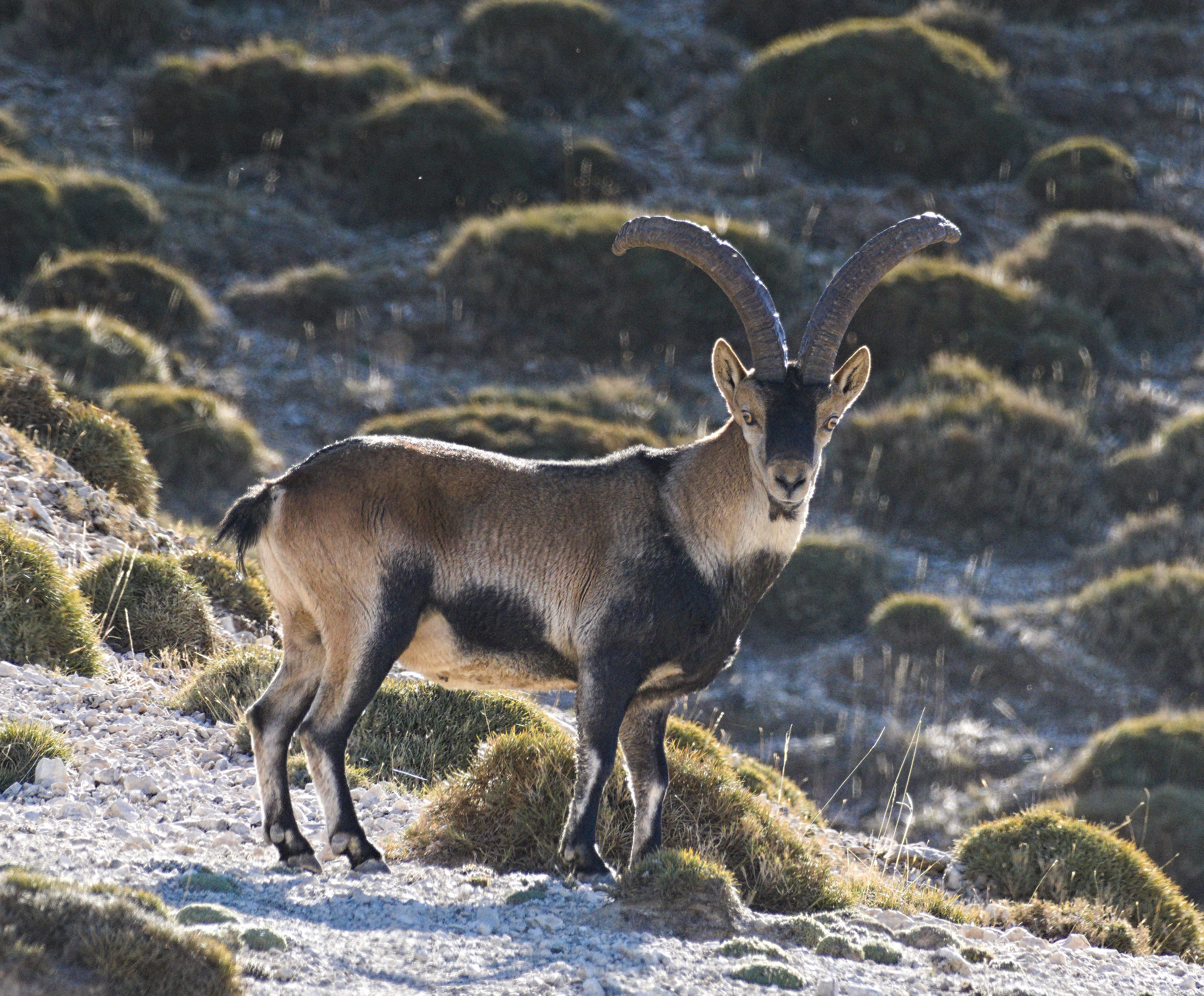 A big male Iberian Ibex standing looking at the camera.
