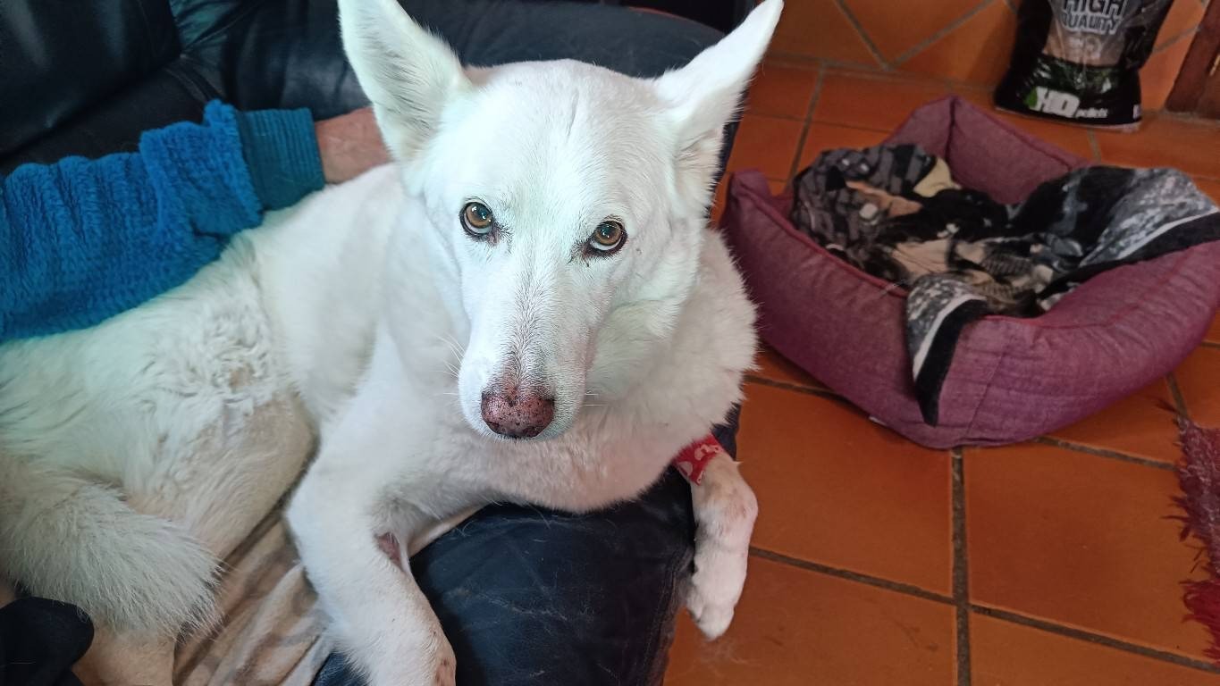 Rita the white dog laying on a black sofa giving her best Princess Diana look. She is recovering nicely.