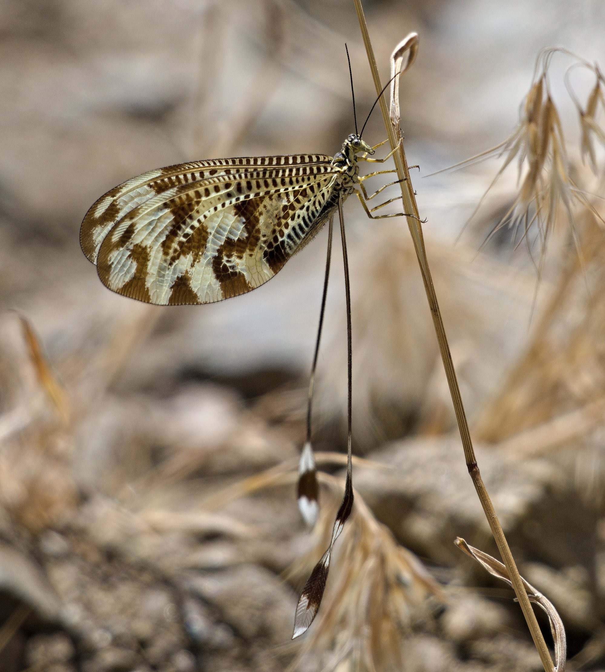 A beautiful Iberian Spoonwing insect. The background is blurred and the insect is holding onto a dead blade of grass.