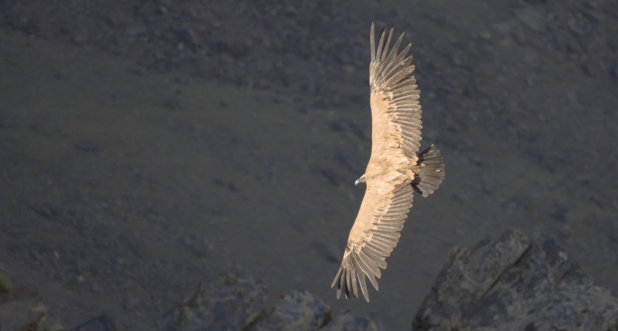 A Griffon vulture lit up by first light gliding below the photographer. The rocky background is blurred out.