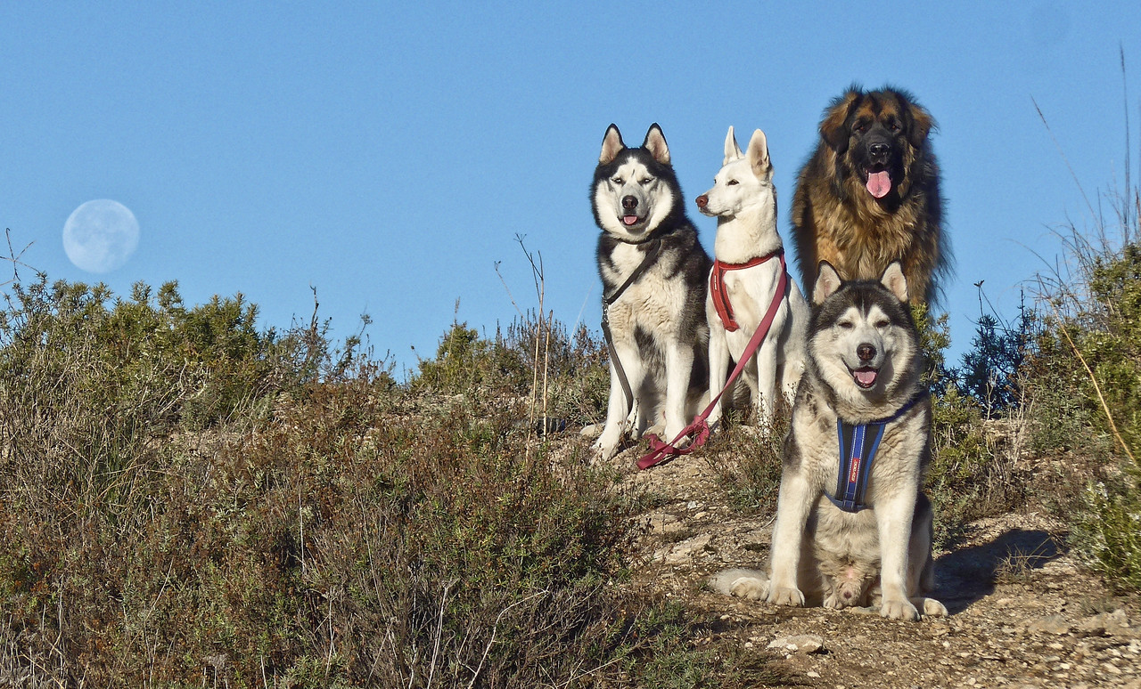 A picture of 4 dogs on the right side and the full setting moon in a blue sky on the left. Lots of vegetation surround the dogs. Three dogs at the back, one sitting black and white husky, one sitting white mix and one standing sandy coloured Leonberger. Sitting in front of the Leonberger is a black and white husky.