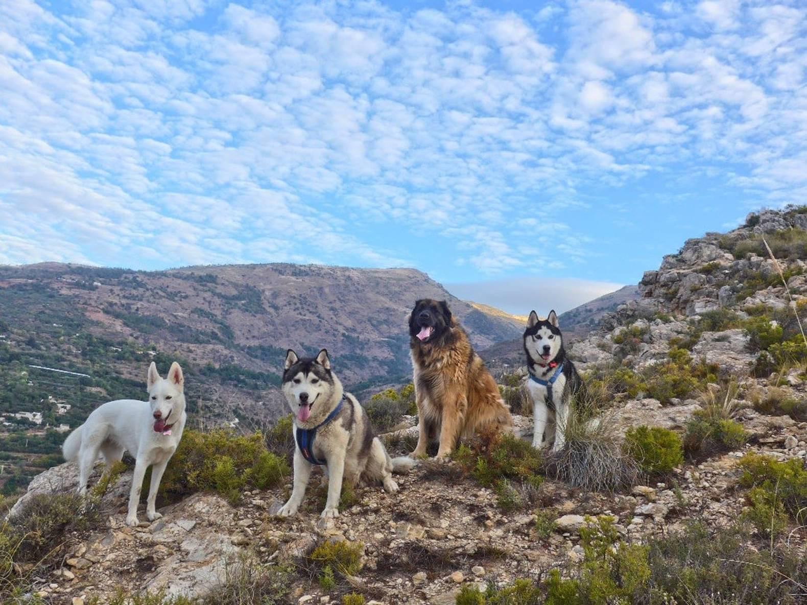 Four dogs (a white mix, two black and white Siberian huskies and a Leonberger) sitting on the hillside looking towards the camera. Mountainside behind with a pale blue sky and clouds.