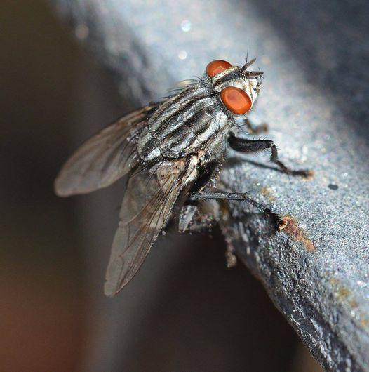 A close up shot of a housefly. They fly has two red eyes, is black and grey with black hairs. It's wings are folded closed.