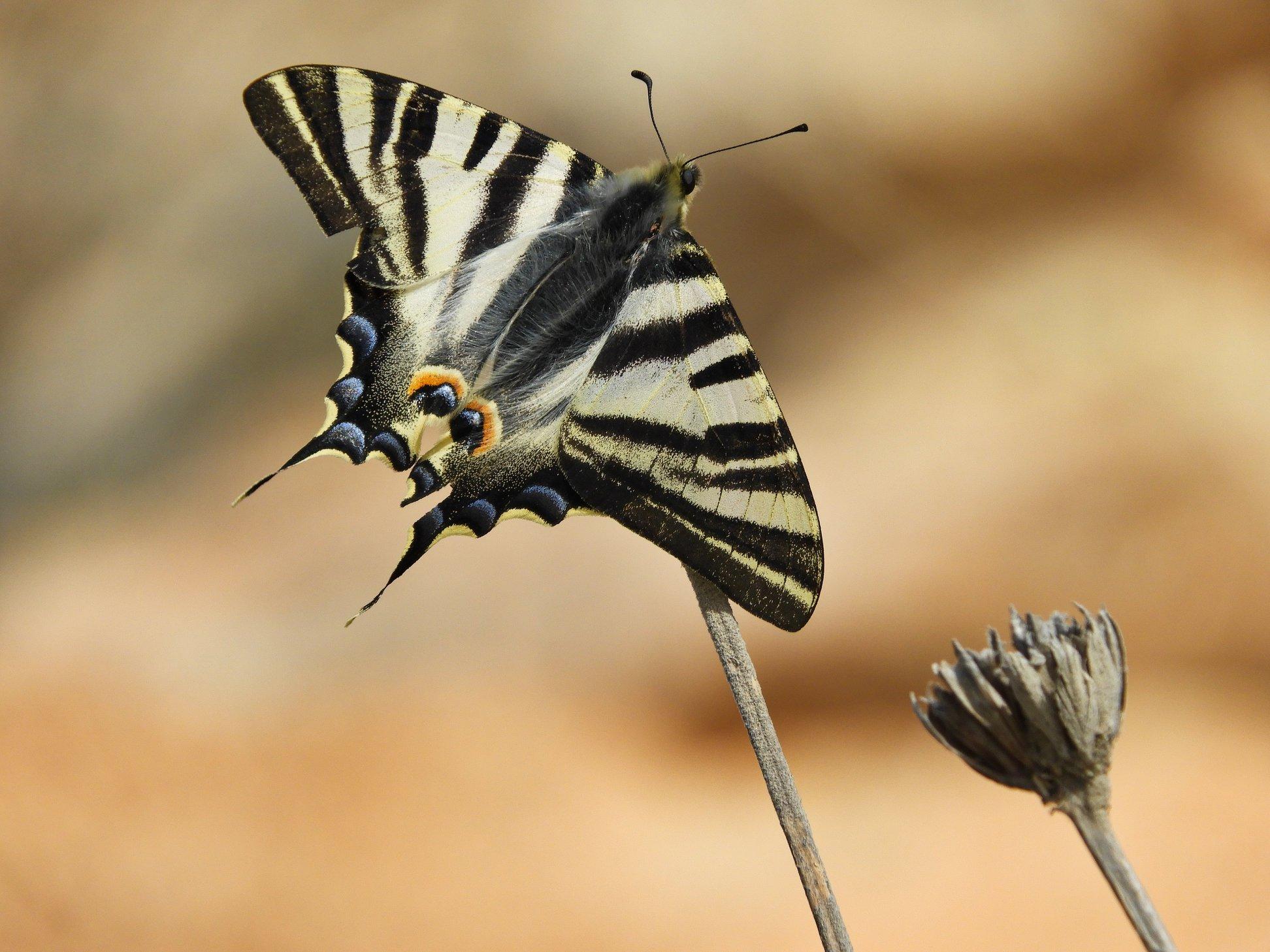 A Scarce Swallowtail butterfly resting on a twig. The butterfly is being viewed from above looking down onto it. It is pale yellow and black striped with blue semi circles towards the back ending in two points on the bottom wings. In the centre at the bottom of the wings are two orange semi circles around two blue dots. The body is hairy, you can see one eye and the antenna of the butterfly.