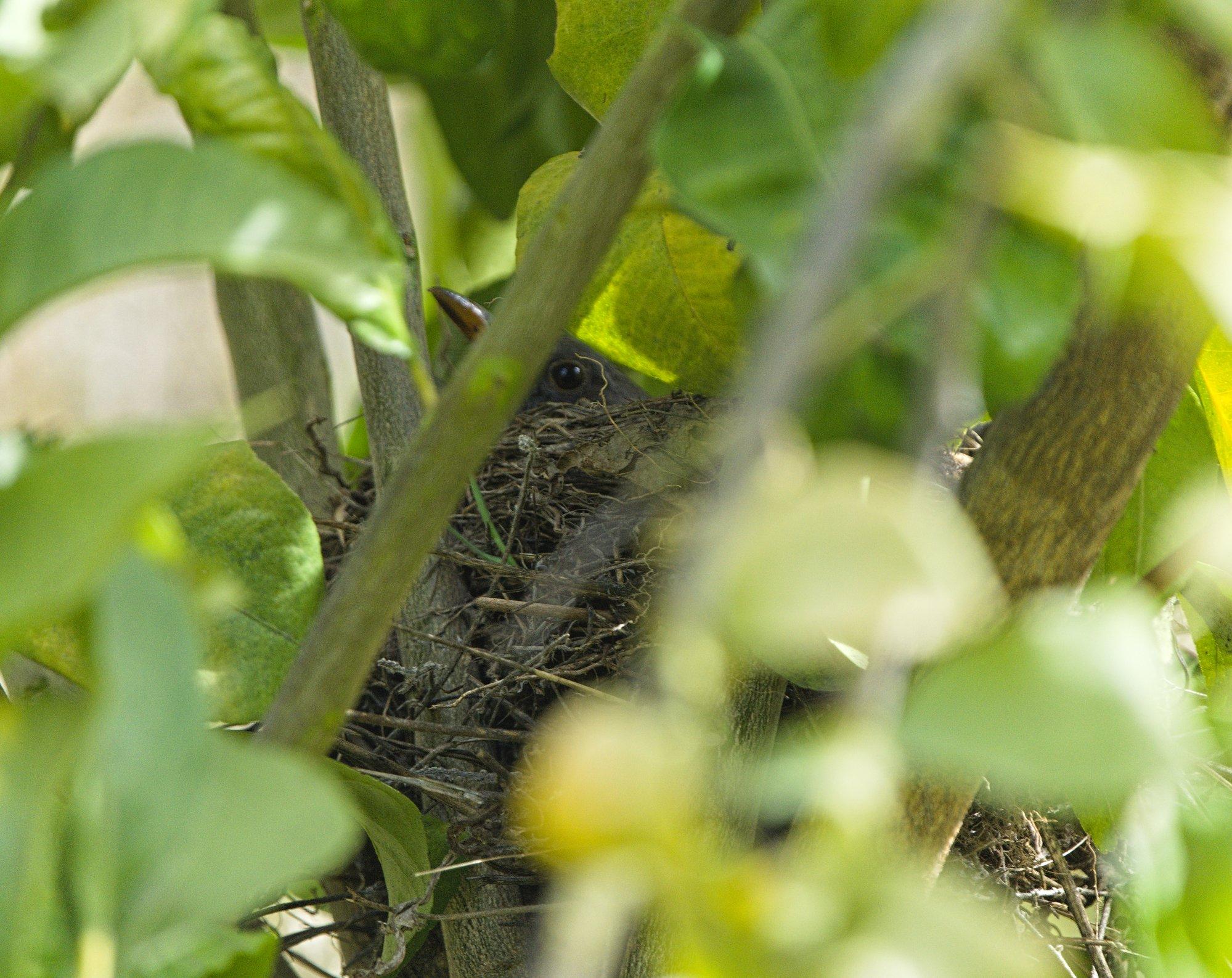 The head of a female blackbird showing above the nest. You can see her beak and eye between the branches of the lemon tree.