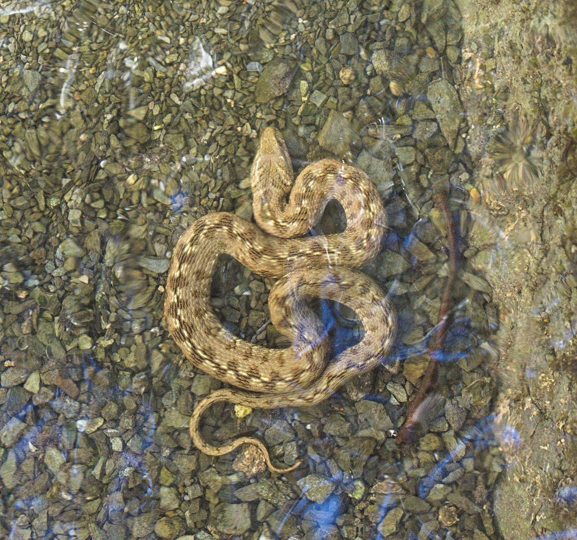 A picture of a curled up Water Viperine submerged in shallow water in an acequia. Small pebbles are below the water and snake. Some light is reflecting in the moving water. The snake is beige coloured with dark splodges running down it's back with some lighter bits in between. The head is near the top of the picture and you can just make out the left eye.