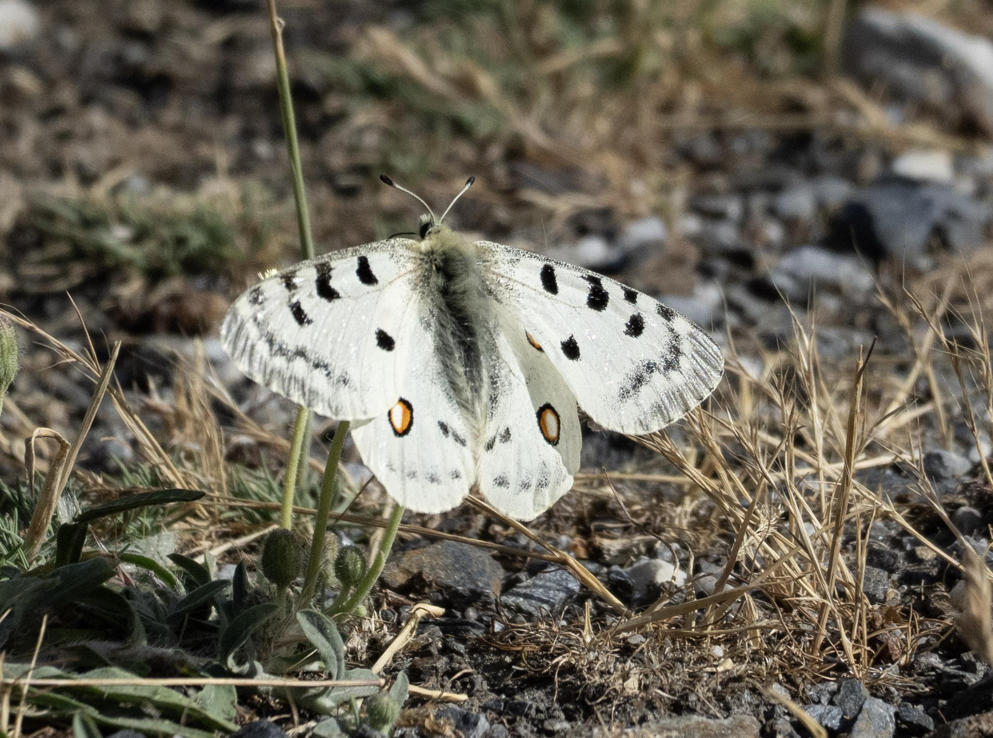 A large white butterfly with black splodges on the wings. A circle can be seen on each back wing, outlined in black with orange and white in the middle. The body is large and hairy.