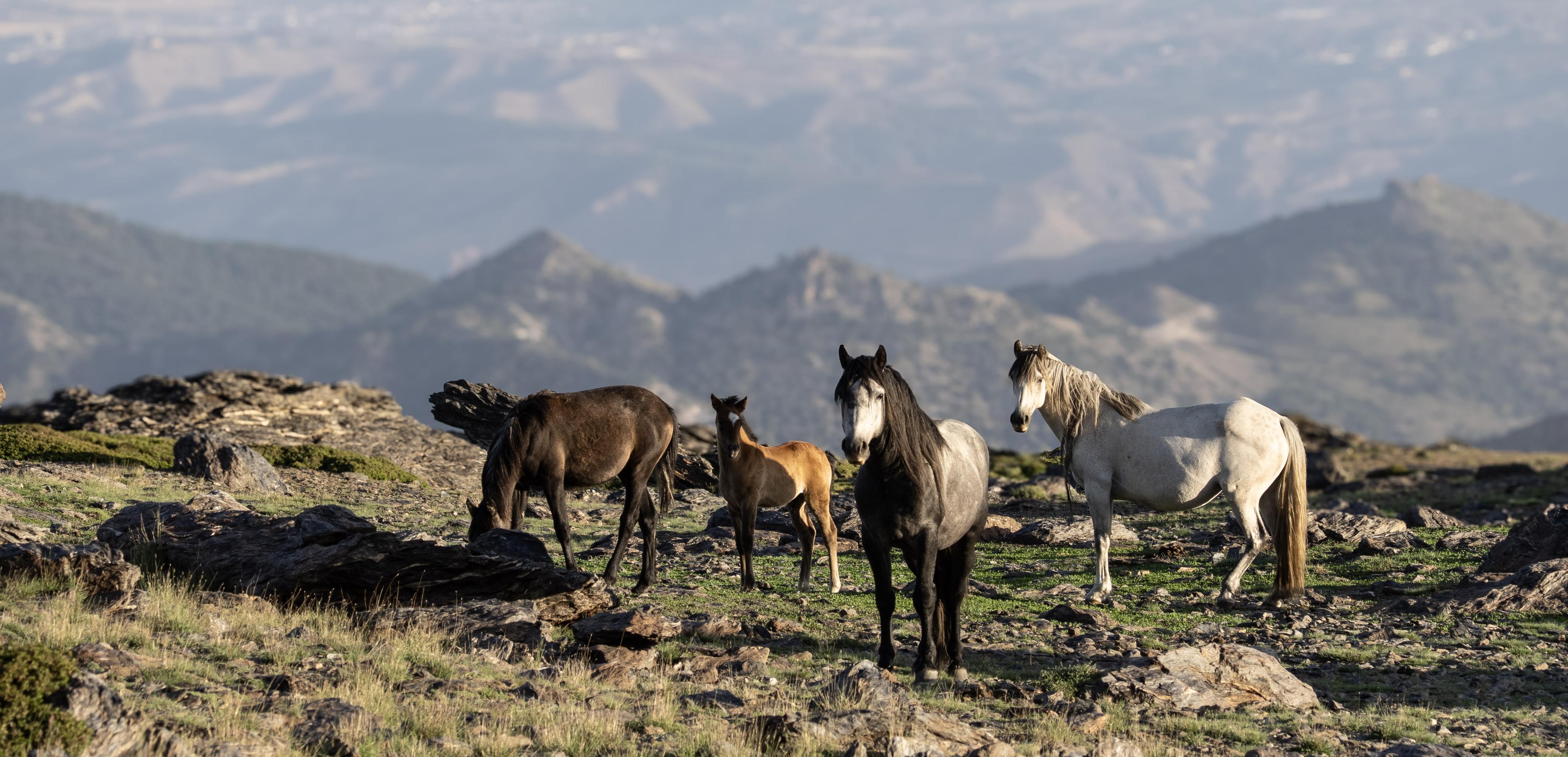 A small family of wild horses seen at first light in the high mountains, two adults, one foal and one youngster. Three are looking at the photographer. Hills and mountains blurred out behind.