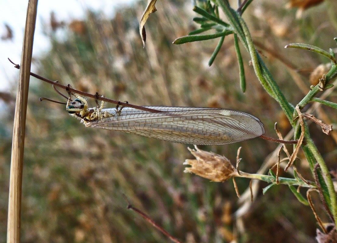 A picture showing an Antlion (a small winged insect) clinging onto a twig of a plant.