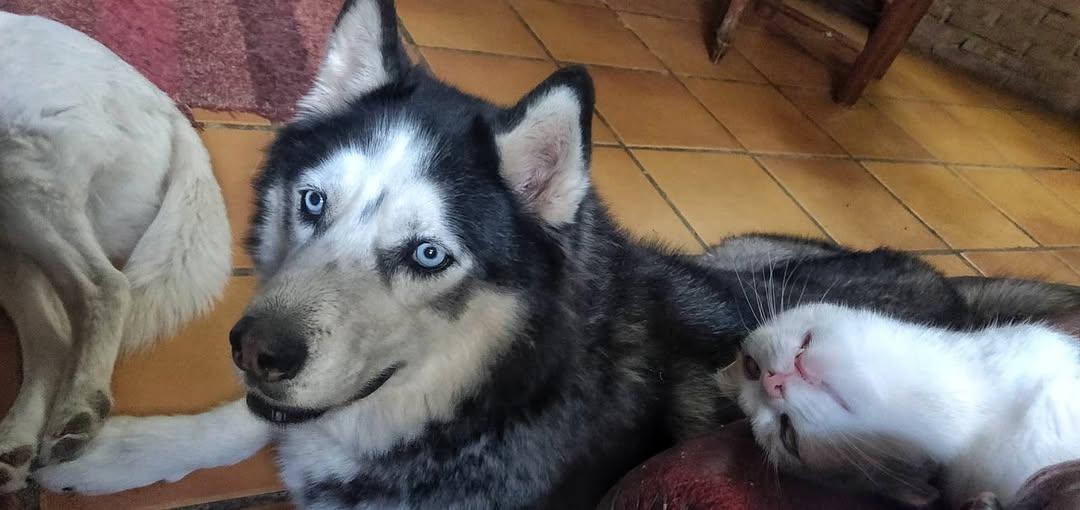 A black and white blue eyed husky laying on the floor looking towards the photographer. On his left is the back legs of a white dog. A cat is upside down photobombing. She is on her back, looking towards the camera. She has a pink nose and white throat/chest.