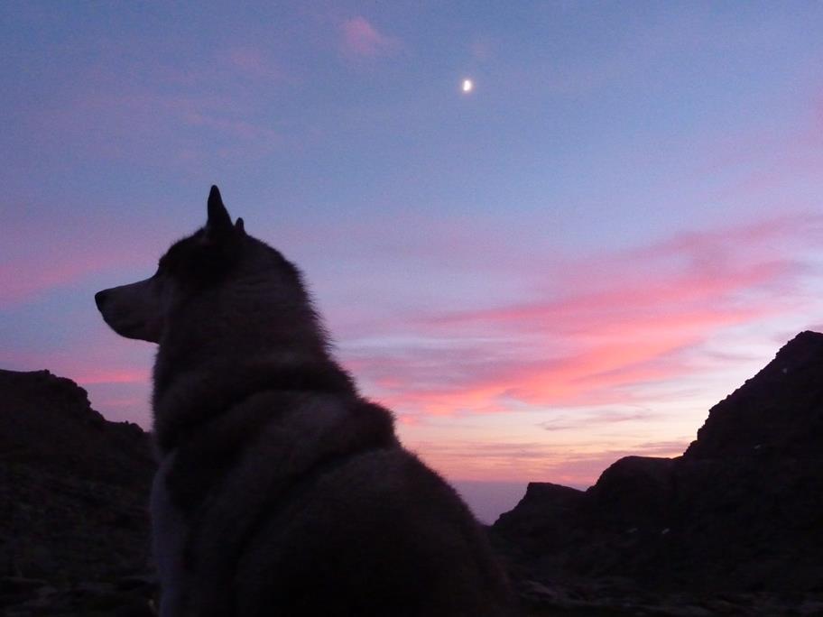 A black and white Siberian husky sitting side on to the camera, staring off into the distance, rocks are behind. The sun has set, the few clouds in the sky have turned pink and you can make out the moon.