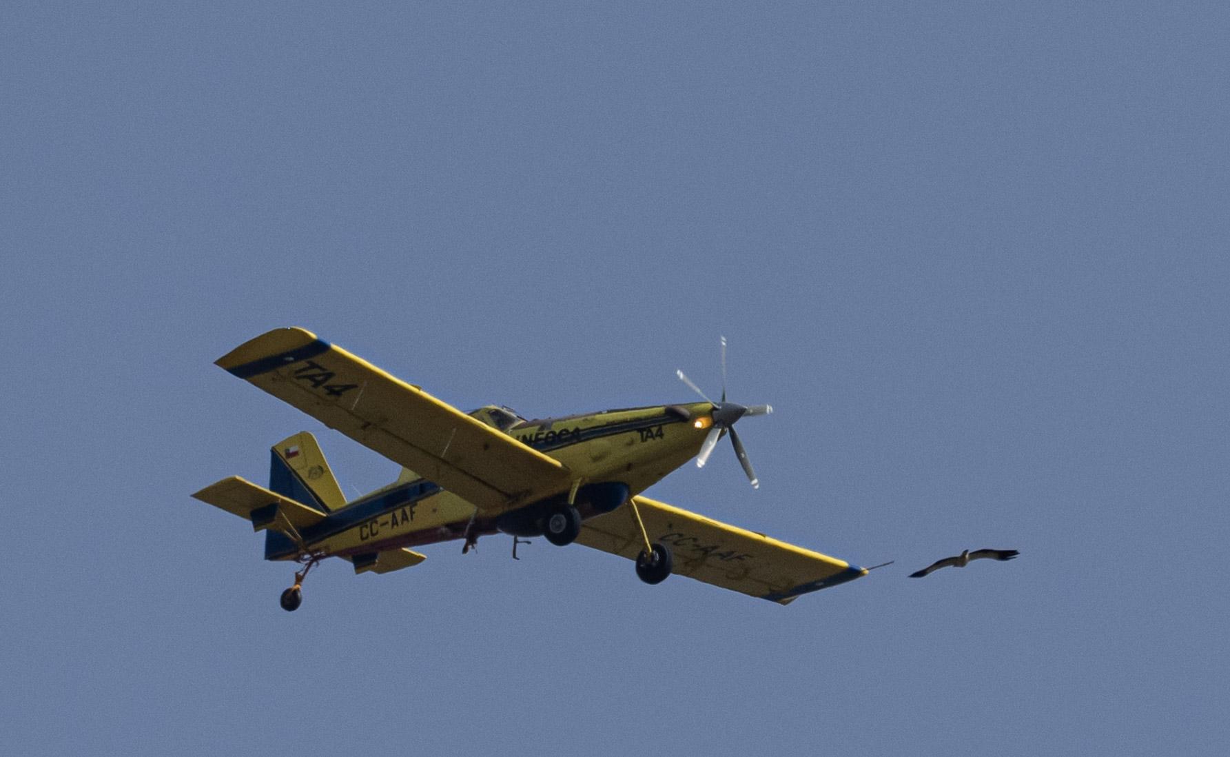 A yellow fixed wing fire plane and a Booted eagle flying way too close to eachother. The eagle is at the end of the right wing of the plane. Hazy blue sky all around.