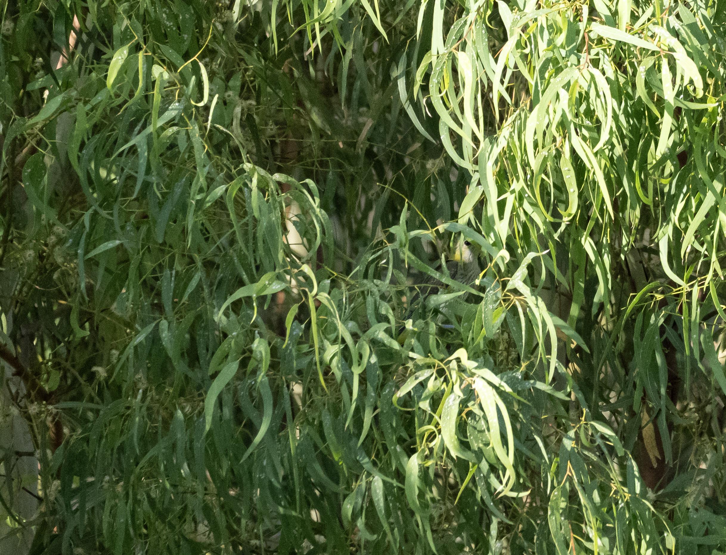 Mostly green leaves of a eucalyptus tree, but behind some you can just make out a bird. It's a young Golden Oriole. It's black eye is peaking out from under a leaf, it has a slight yellow patch at the back of the head, the throat and chest are off white, with brown streaks and a hint of yellow. The closed wings are brown.