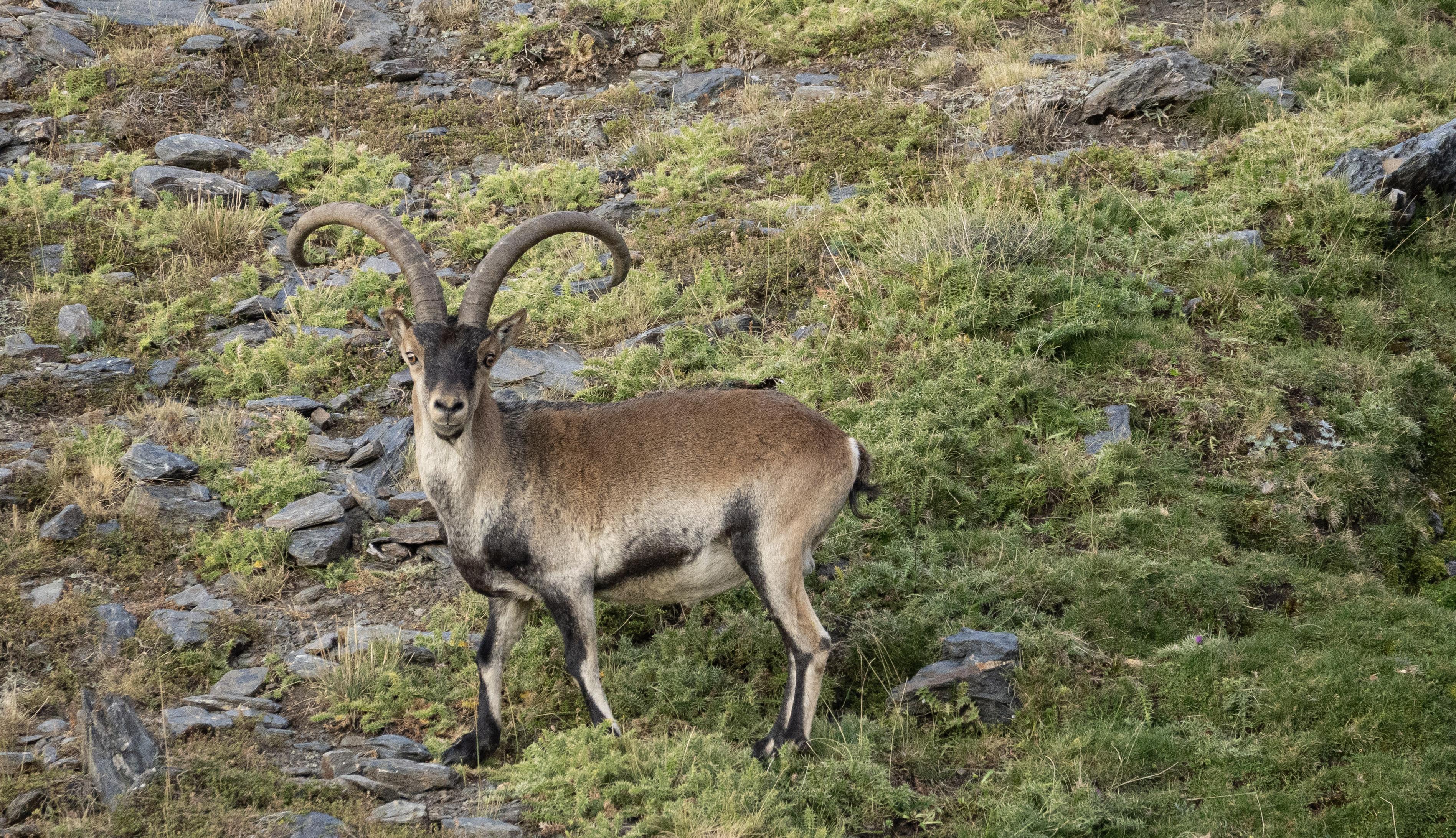 A large male Spanish Ibex standing side on, head turned to look at the photographer. He has two large curved horns from his head. Black face, large eyes, pale throat, body is mostly brown with pale parts with black patches towards his belly. Black stripe down the front of each leg and pale on the back of each leg. He is stood in a rocky landscape with lots of short green vegetation around him.