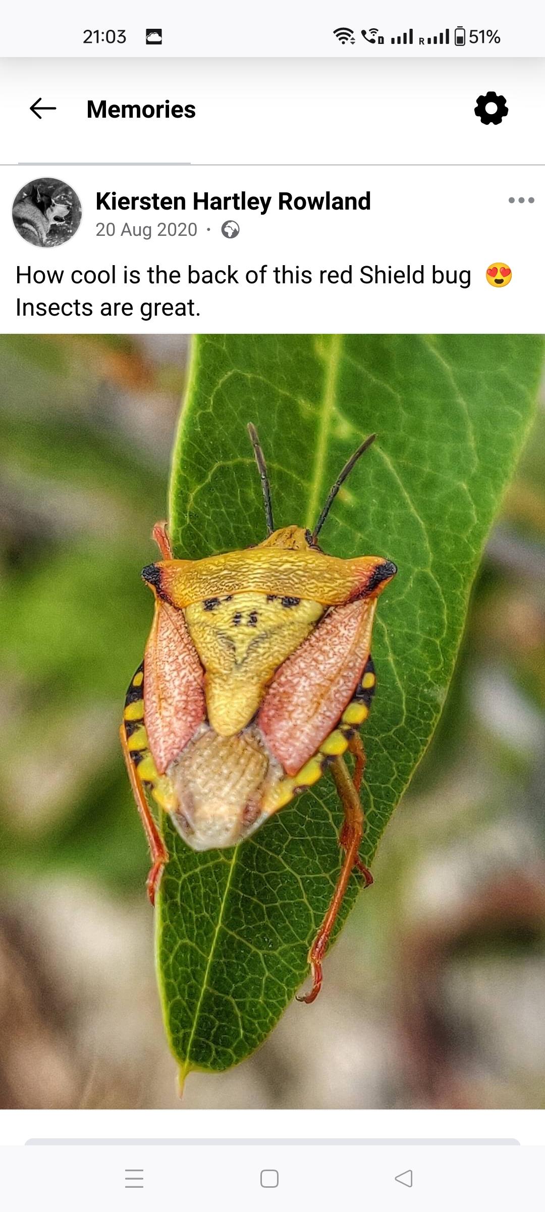 Red Shield Bug. I love the patterns on this bug, it always makes me think of a Mexican.