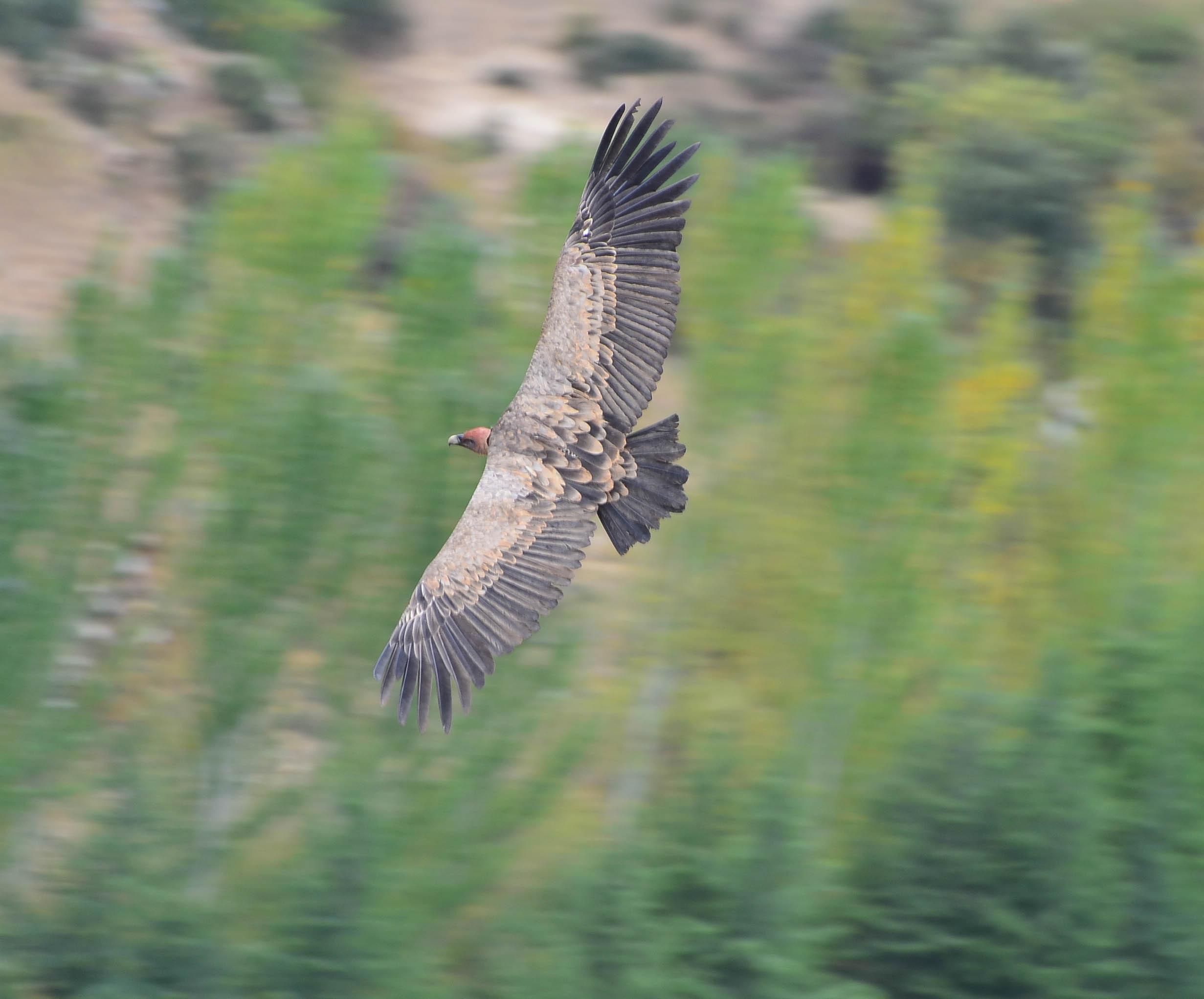 A shot of a Griffon vulture flying below the photographer. Below the bird are blurred green trees and shrubs. The bird is very large and shades of brown, from light to dark. It has long broad wings with long fingers, a short tail and a small head. The head on this bird is actually red as it has just returned from eating.