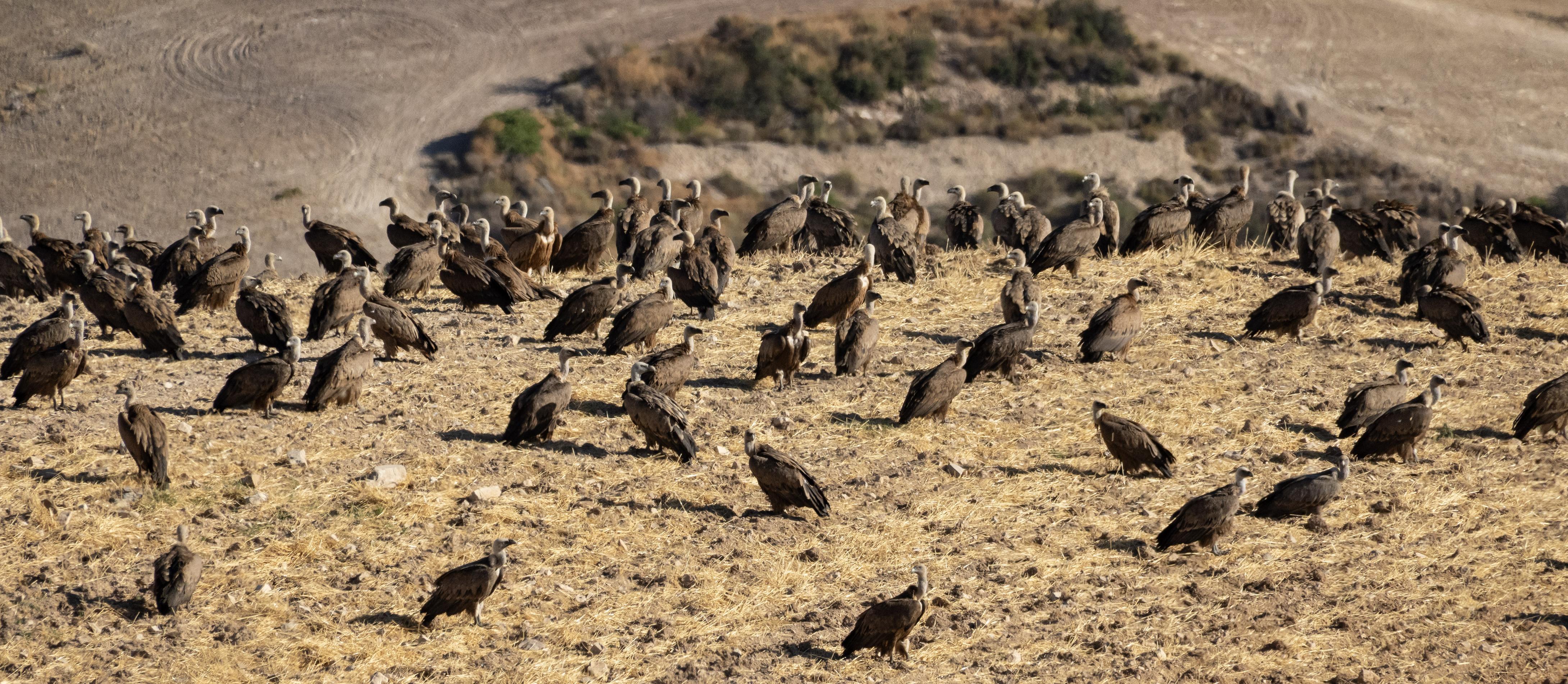 A picture showing a lot of Griffon vultures on the ground, all the heads are up and most are looking towards the photographer. They are waiting at a feeding station in the hope some food will be delivered, which wasn't while we were there, it's not a daily occurrence but it seems the vultures would like to disagree.