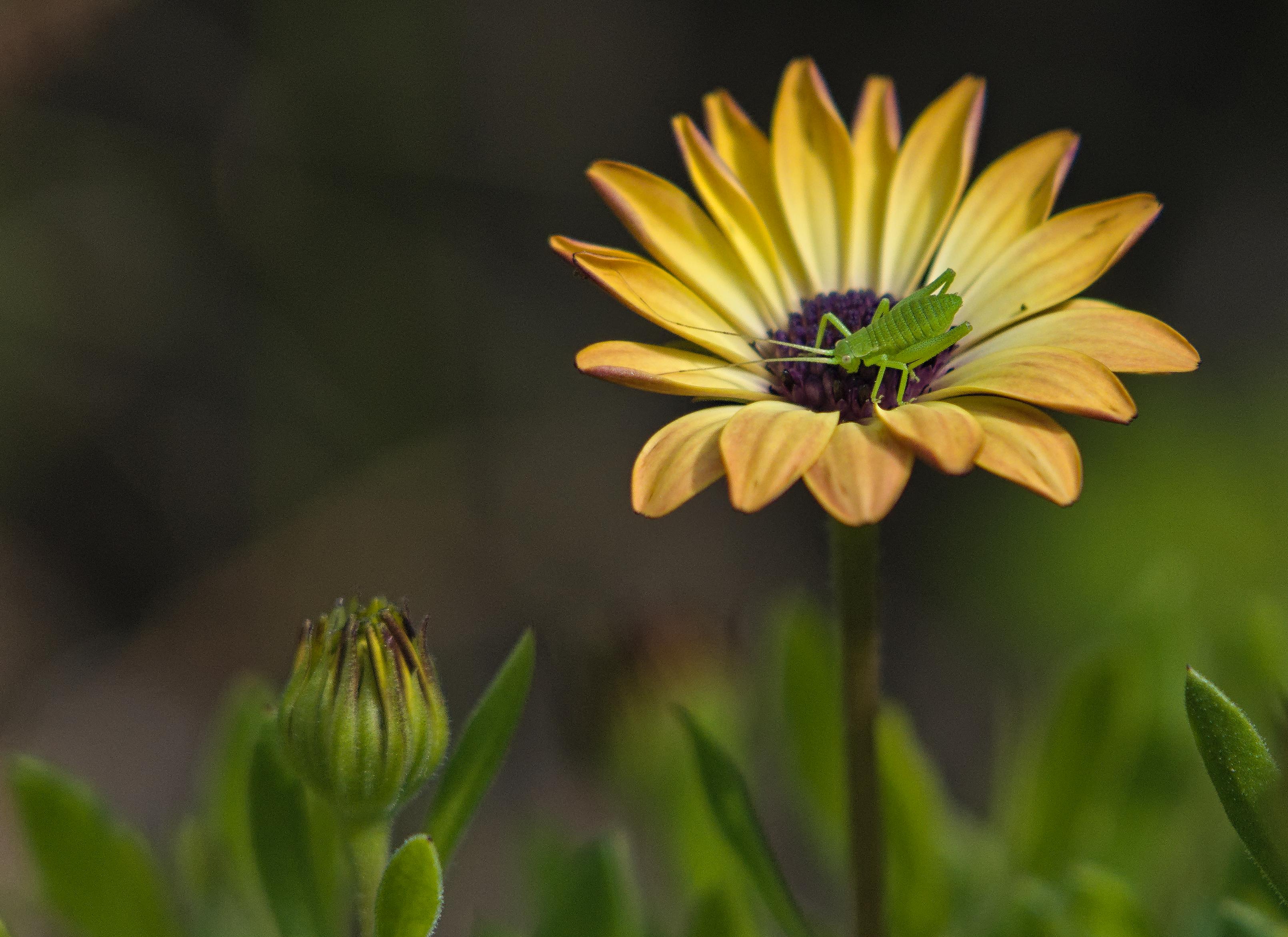 A light green insect nymph in the centre of an orange petaled flower.