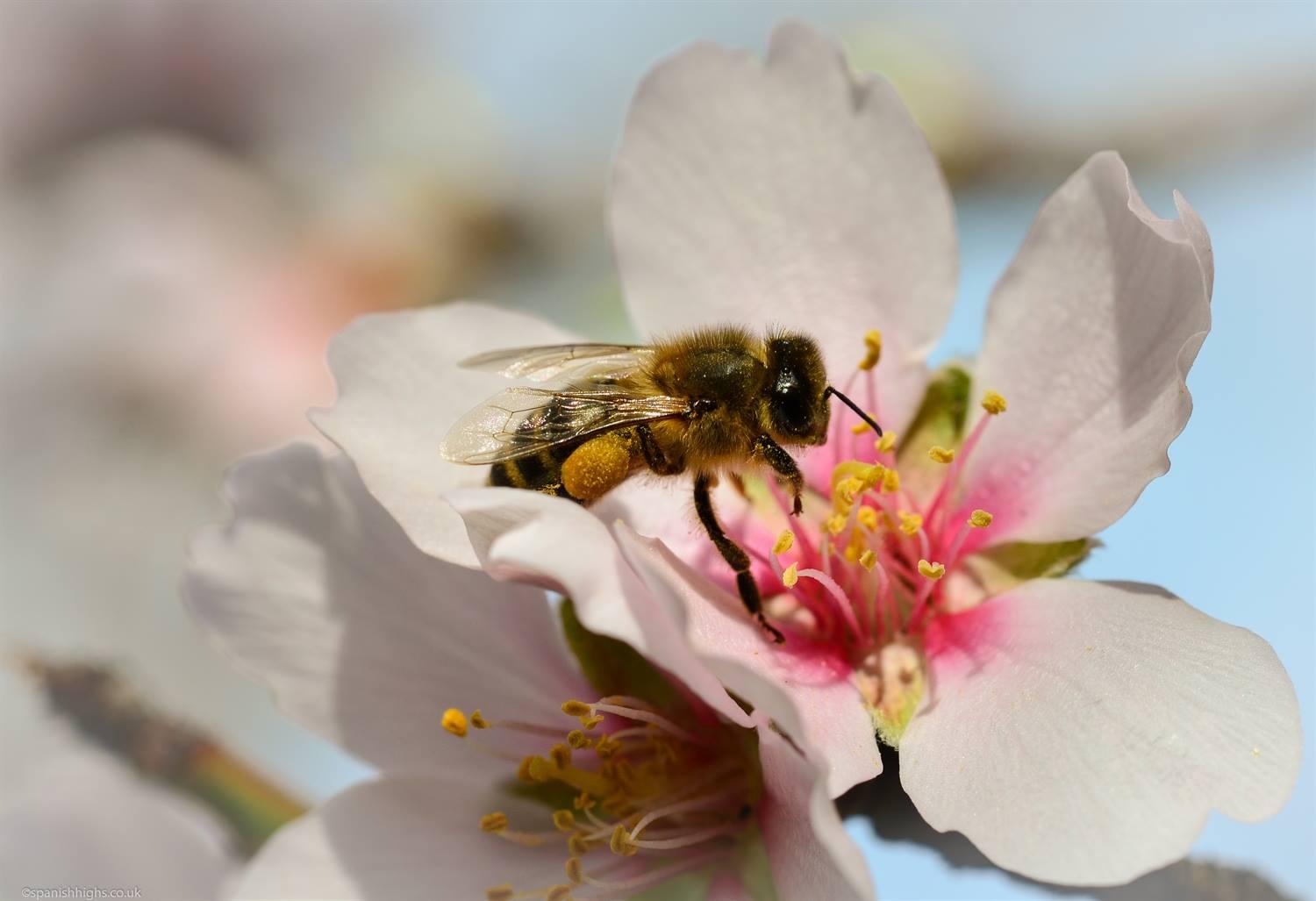 A bee heavily laden with yellow pollen on her legs resting on an almond flower before flying back to the hive. The almond flower has white petals with pink smudge in the centre.