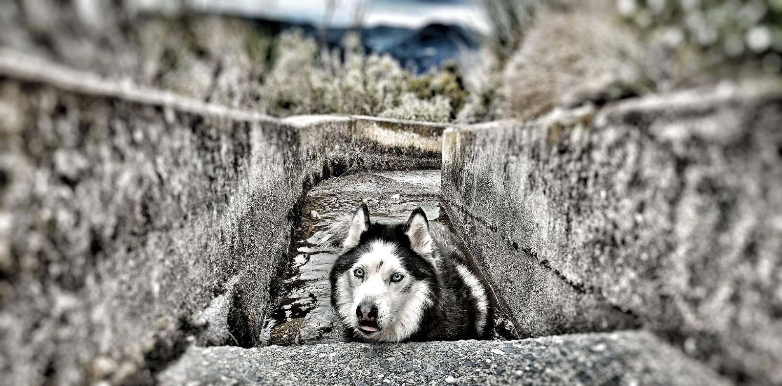 A black and white husky dog with light blue eyes sticking his tongue out. He is stood in a concrete acequia channel in a water catchment having a splash.