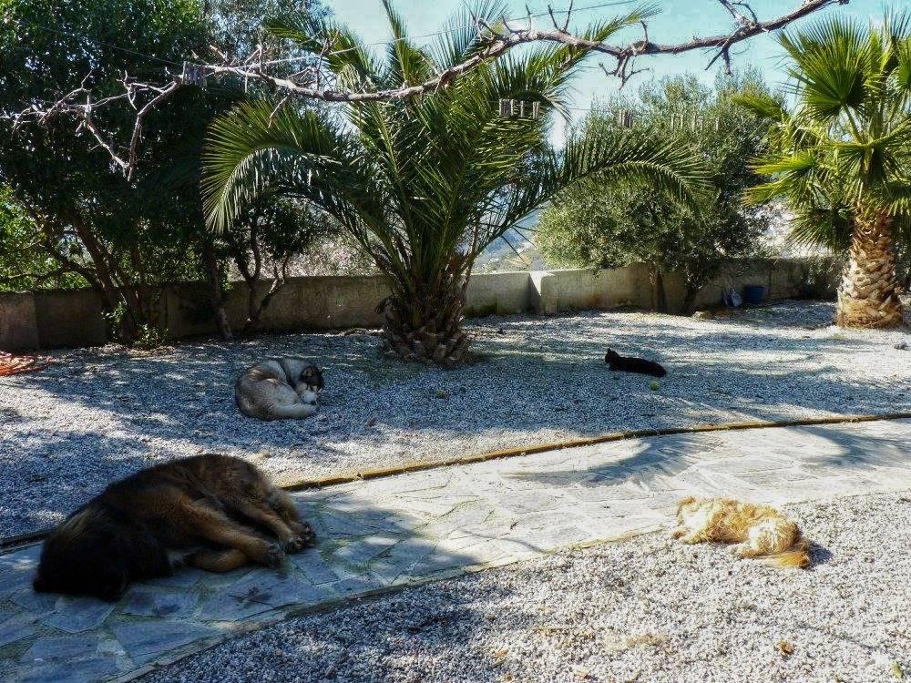 A group siesta of dogs and a cat laying in various sections of shade, except one dog who is sunbathing. They are all laying on the ground. Palm and Olive trees behind them. A pruned grapevine is in the shot top of the shot right to left.