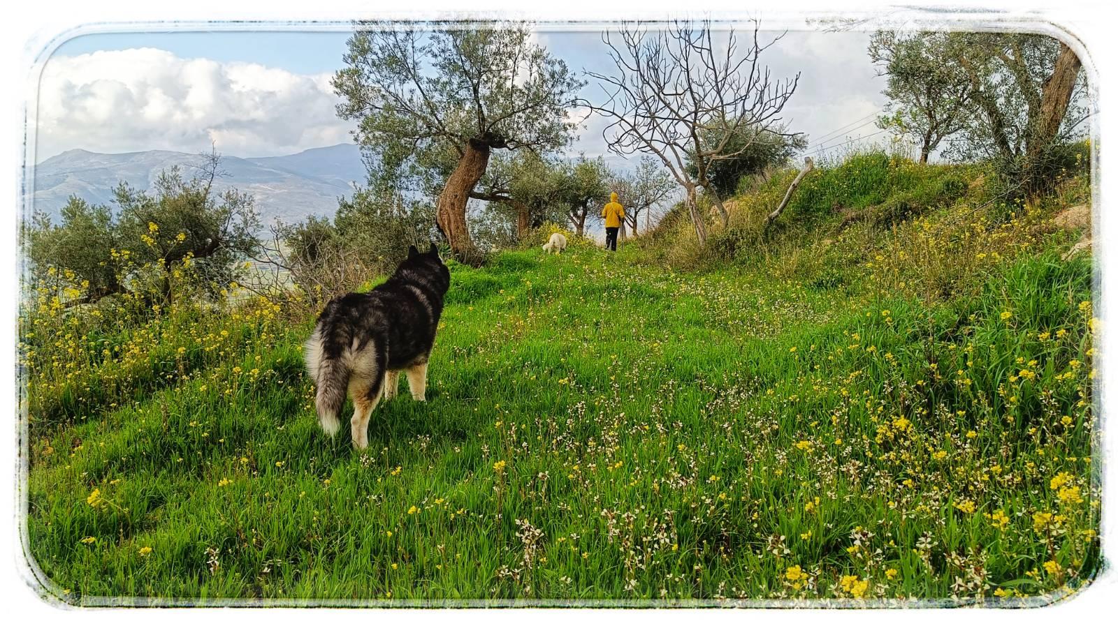 A photo showing a black and white husky standing on a green grass terrace surrounded by wildflowers and some olive trees. The dog is looking down the terrace towards a white dog and a human who are walking was from him. A cloudy light blue sky and mountains in the distance. The photo has a white boarded frame around it.