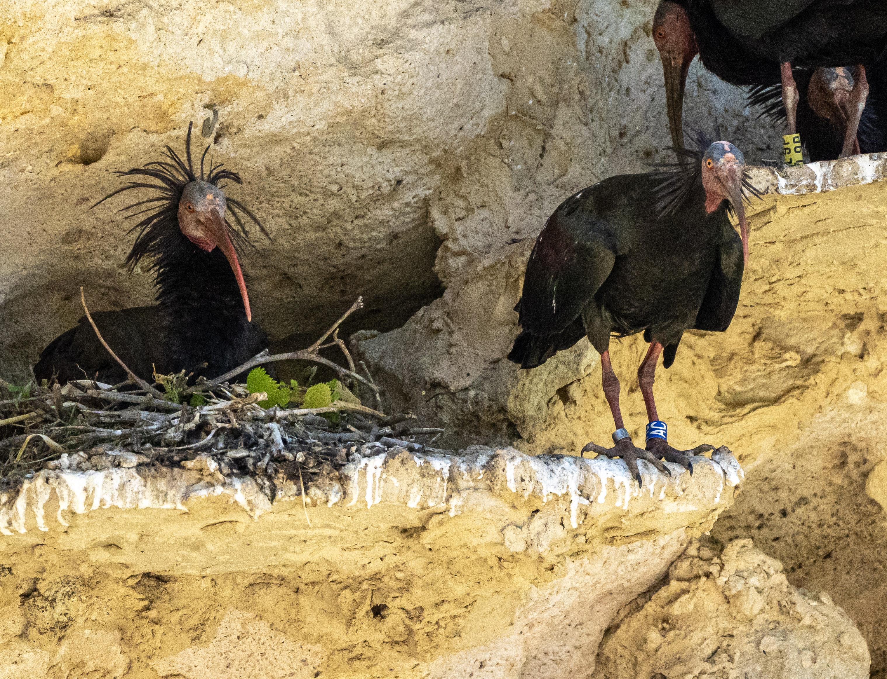 The very unique looking northern bald ibis. One bird is sat on a nest of twigs with a small piece of greenery showing, which the other bird stood on the edge of the nest site brought. The birds are large black looking, feathers are quite iridescent in sunlight. They have spiky crazy feathers surround the back of their heads. A bald face with a long pink beak. The nest sites are on a sandy coloured cliff ledge.