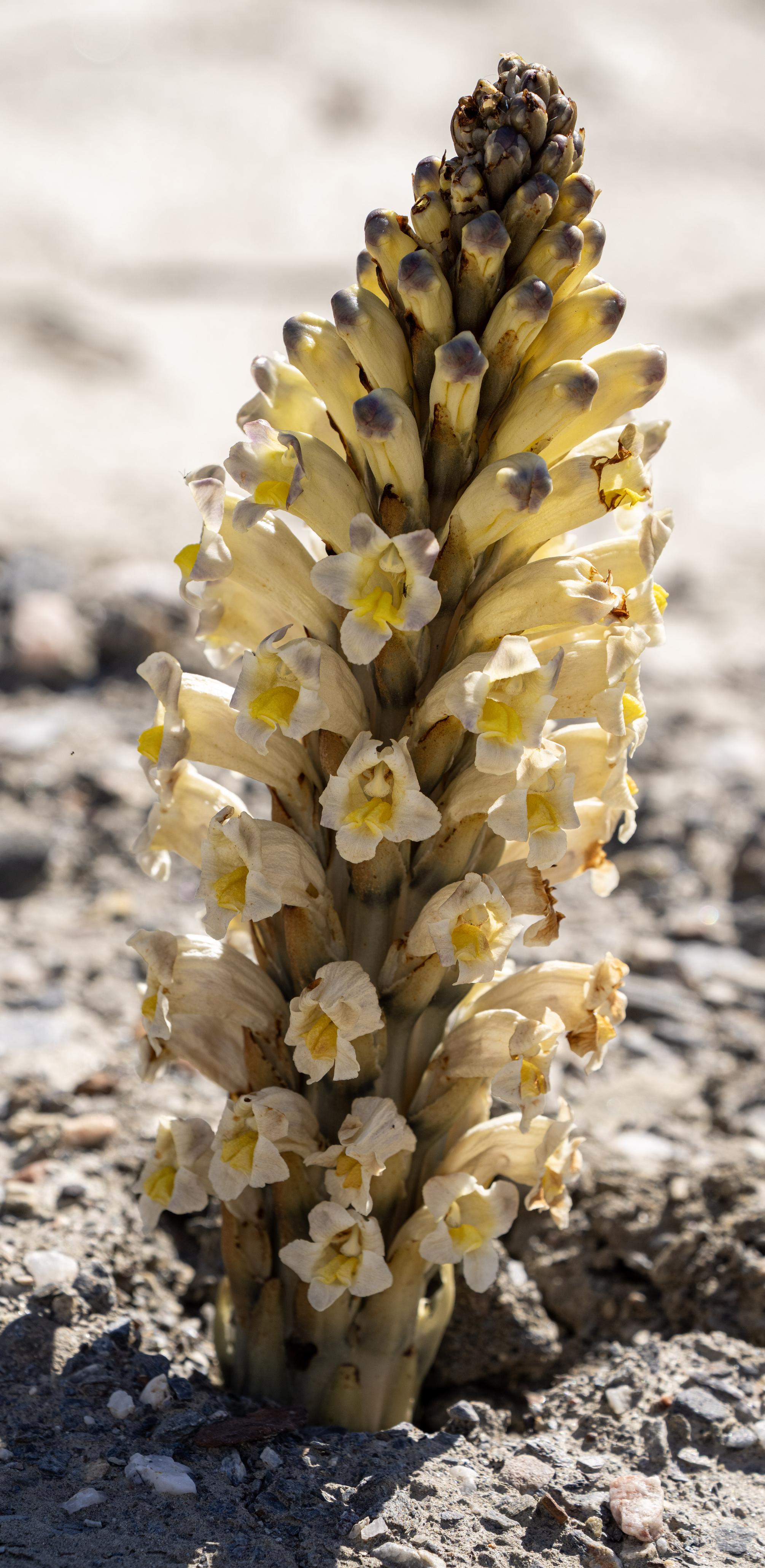 Cistanche phelypaea subsp. lutea