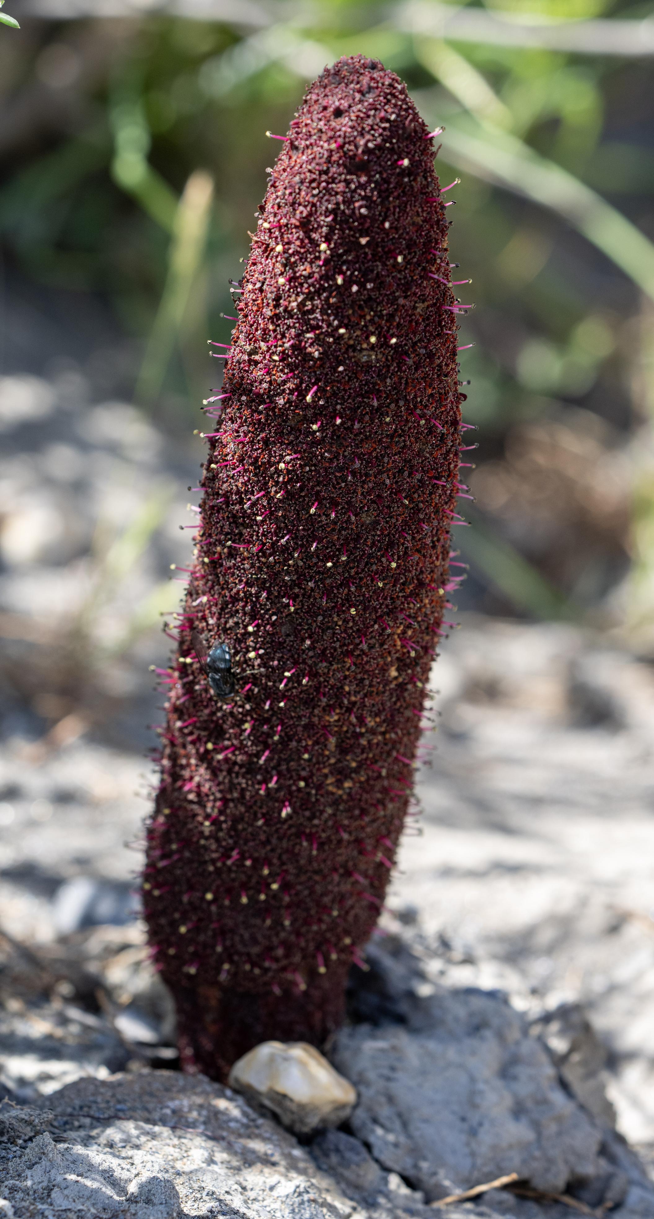Cynomorium coccineum (Desert thumb)