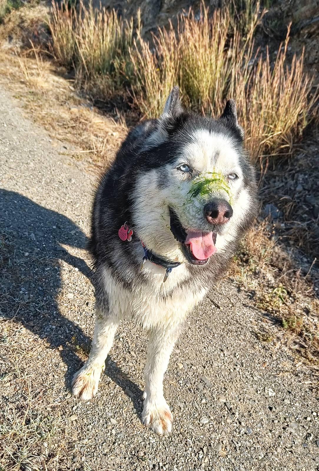 Black and white husky with pale blue eyes looking quite proud of himself with green slime across his muzzle.
