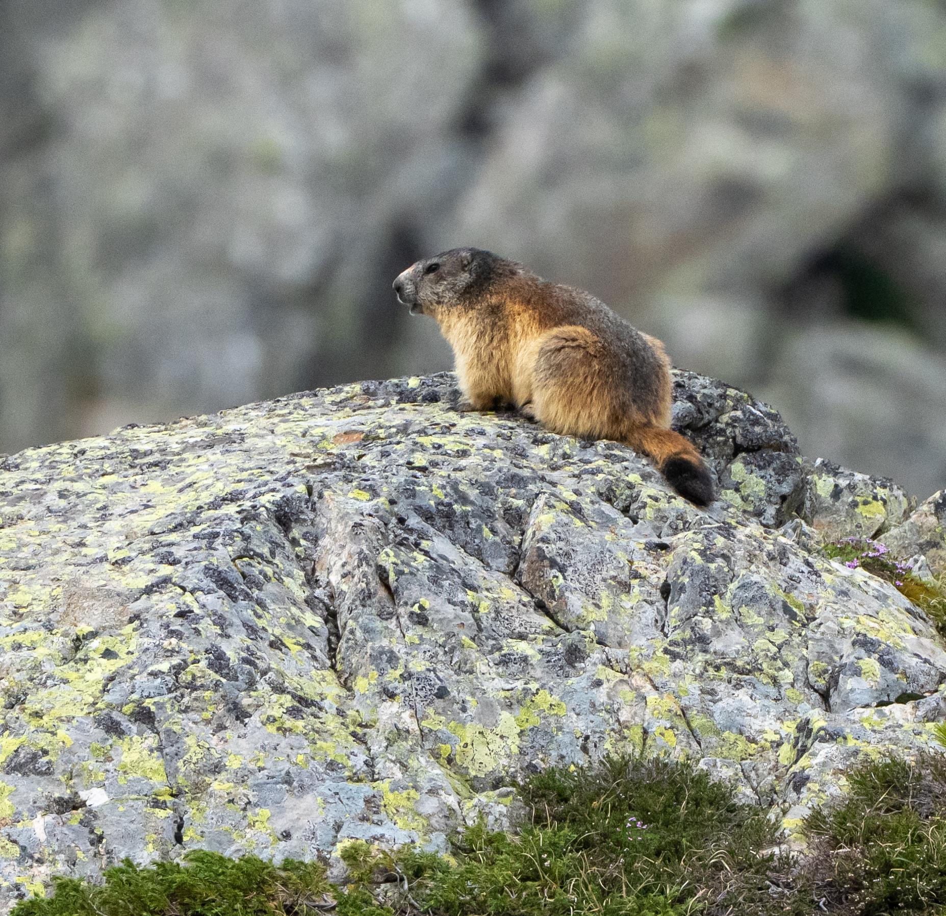 We are back hiking in the Pyrenees mountains and enjoying the company of the fun Marmots.