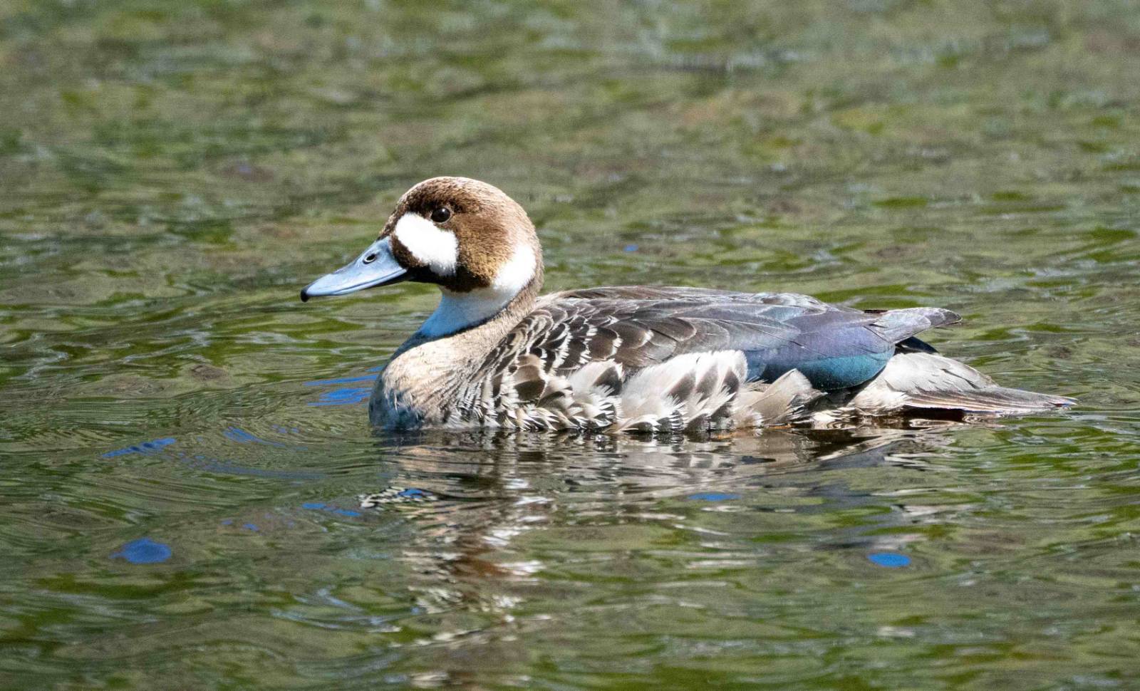 Spectacled Duck