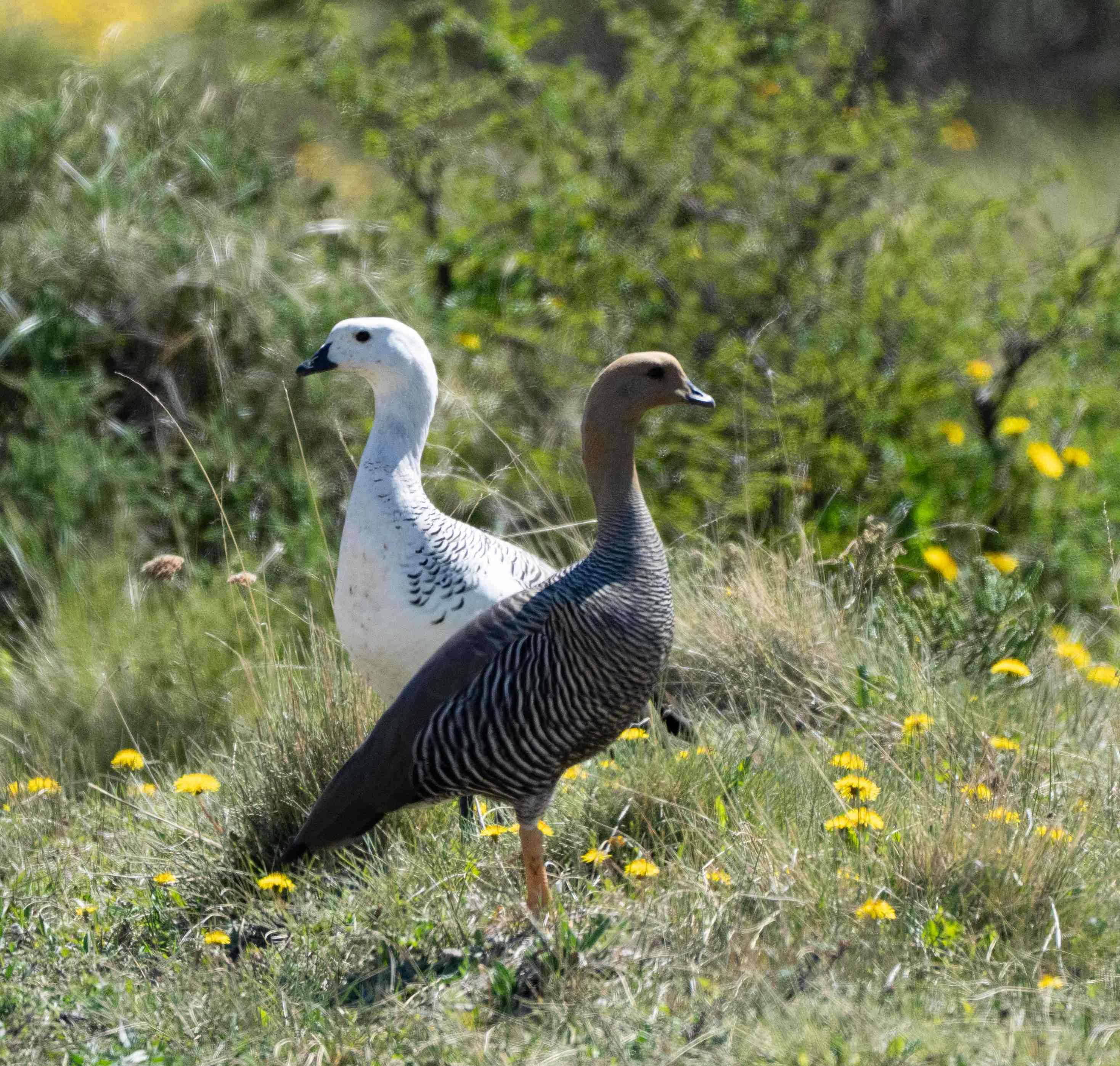 Upland Goose