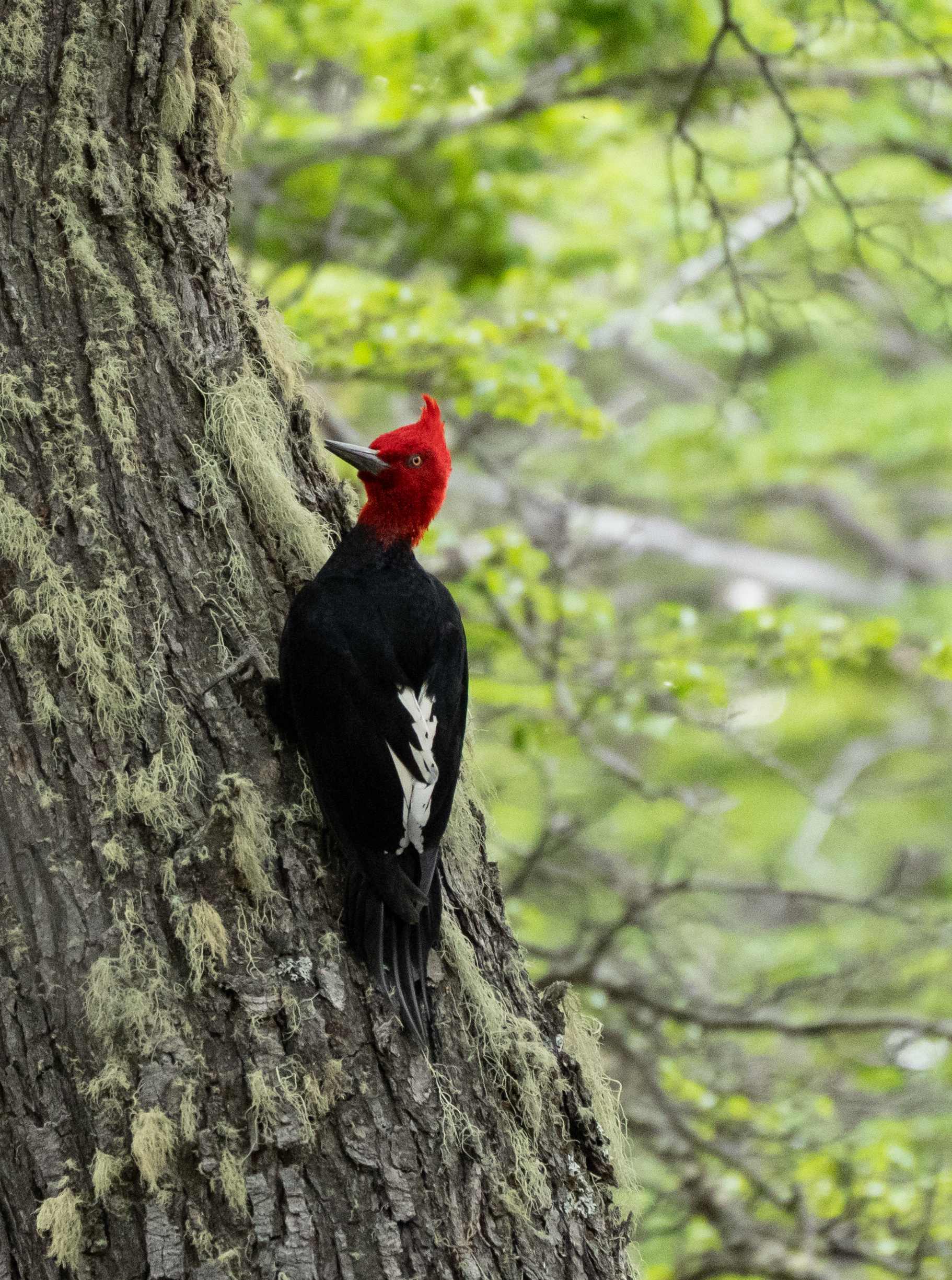 Magellanic Woodpecker male