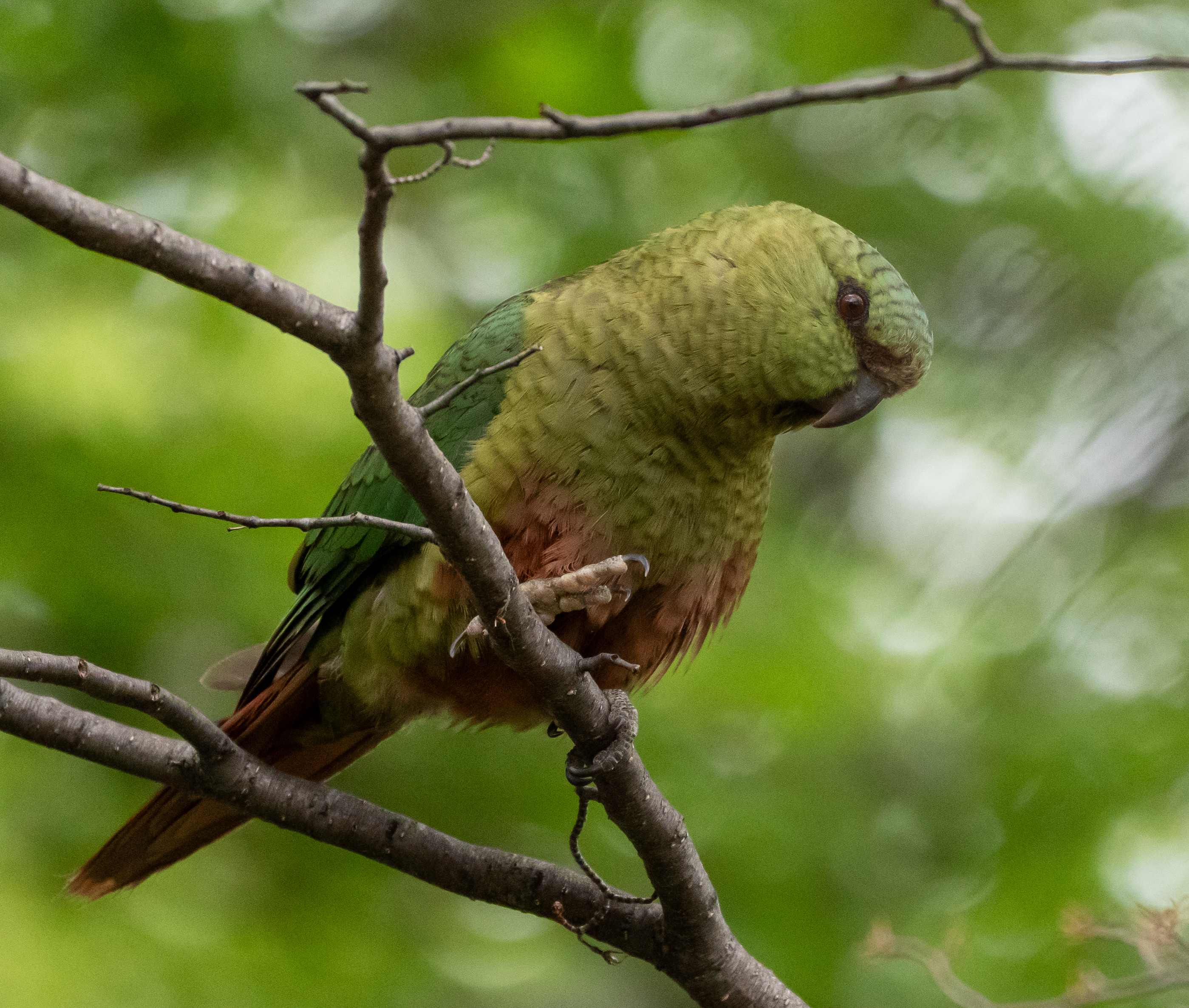 Austral Parakeet