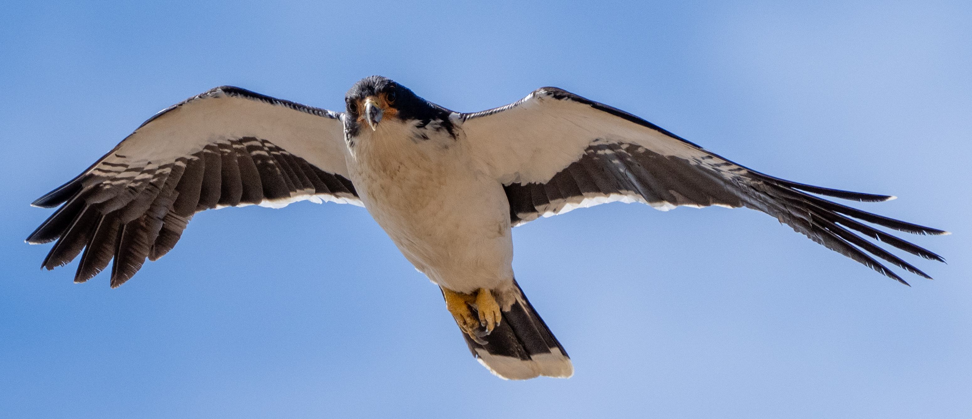 White-throated Caracara